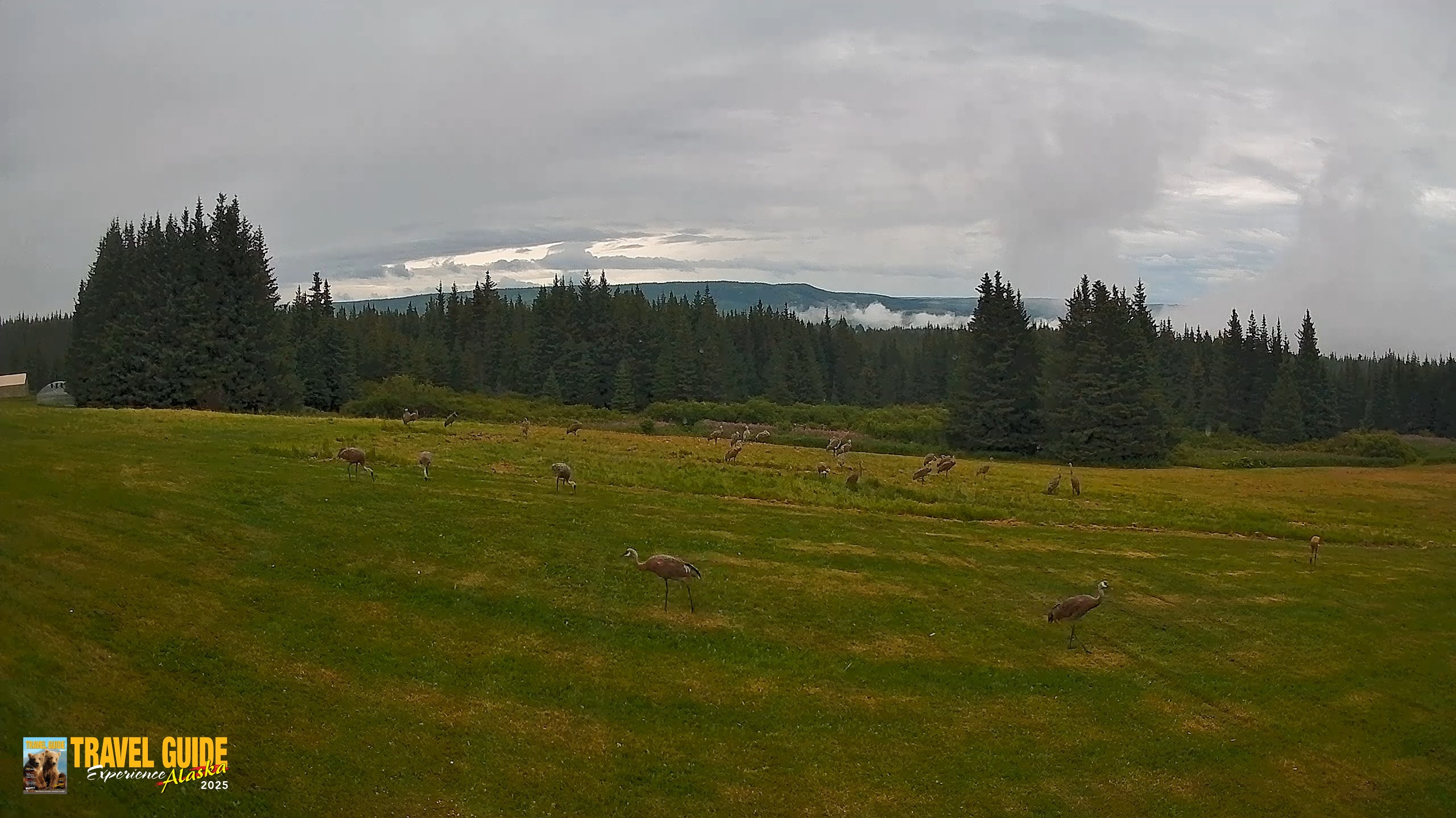 Snapshot of Homer Alaska Northern Lights Live Cam taken Aug 19, 2026, 5:49pm AKDT