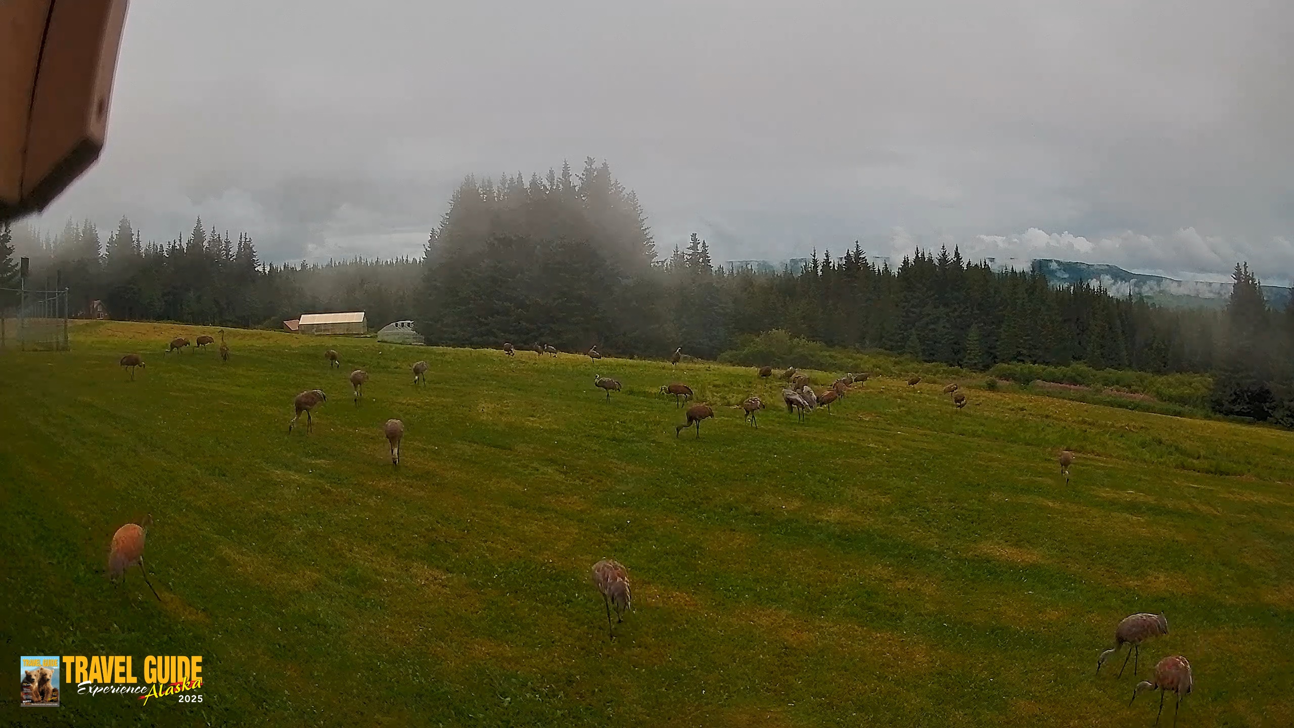 Snapshot of Homer Alaska Northern Lights Live Cam taken Aug 20, 2026, 7:36pm AKDT