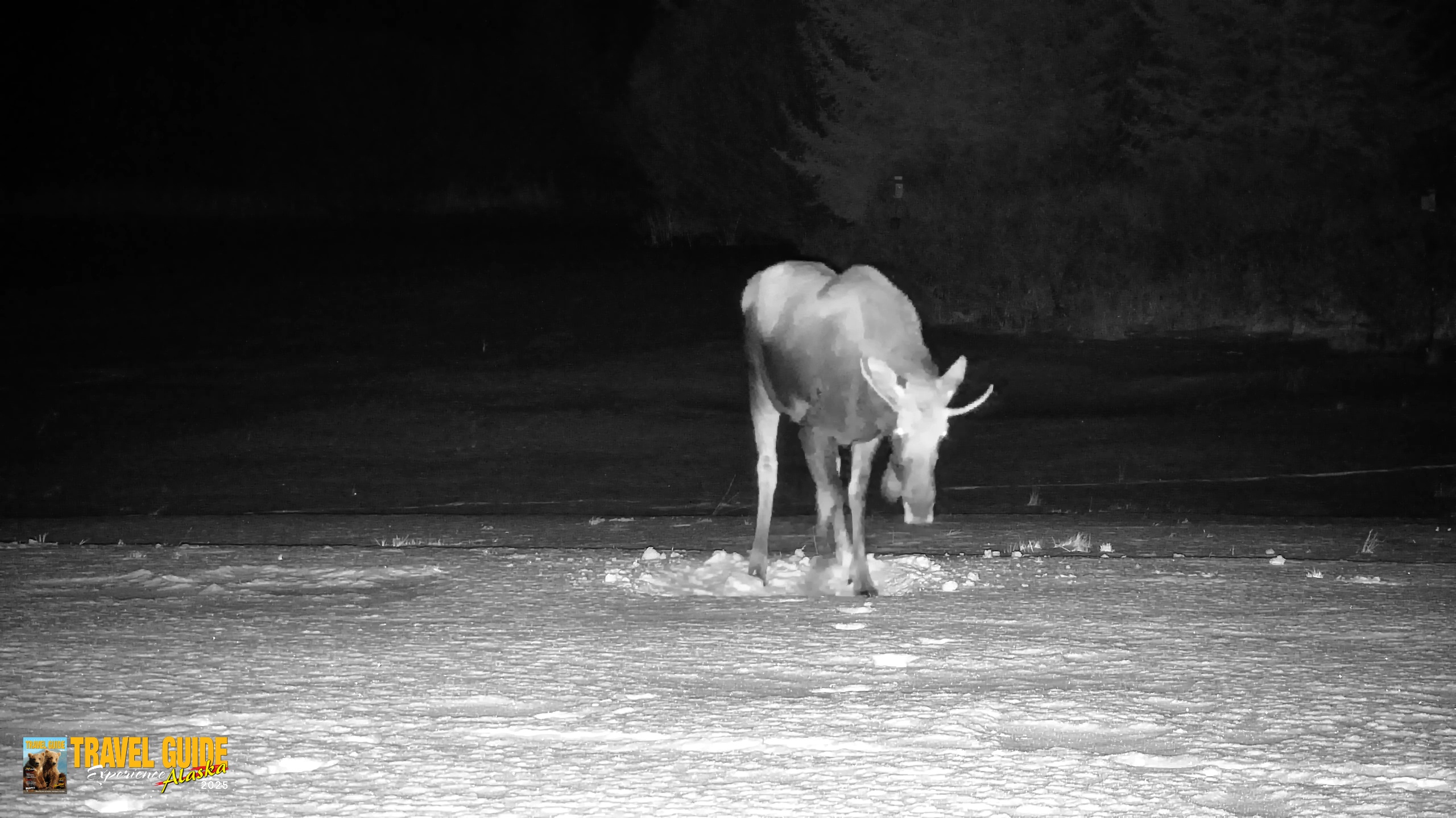 Snapshot of Homer Alaska Northern Lights Live Cam taken Jan 21, 2026, 11:05pm AKST