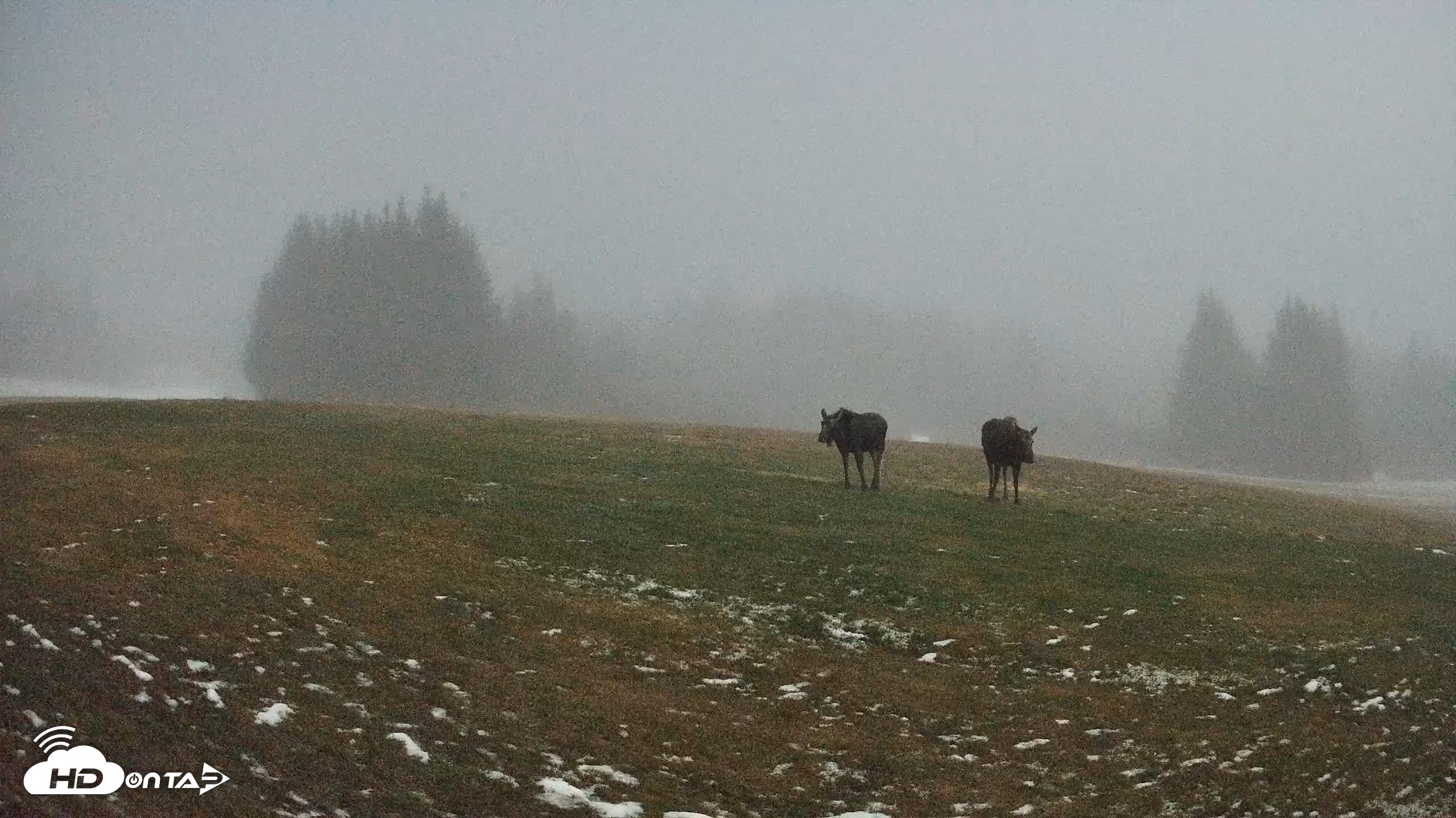 Snapshot of Homer Alaska Northern Lights Live Cam taken Dec 5, 2025, 12:57am AKST