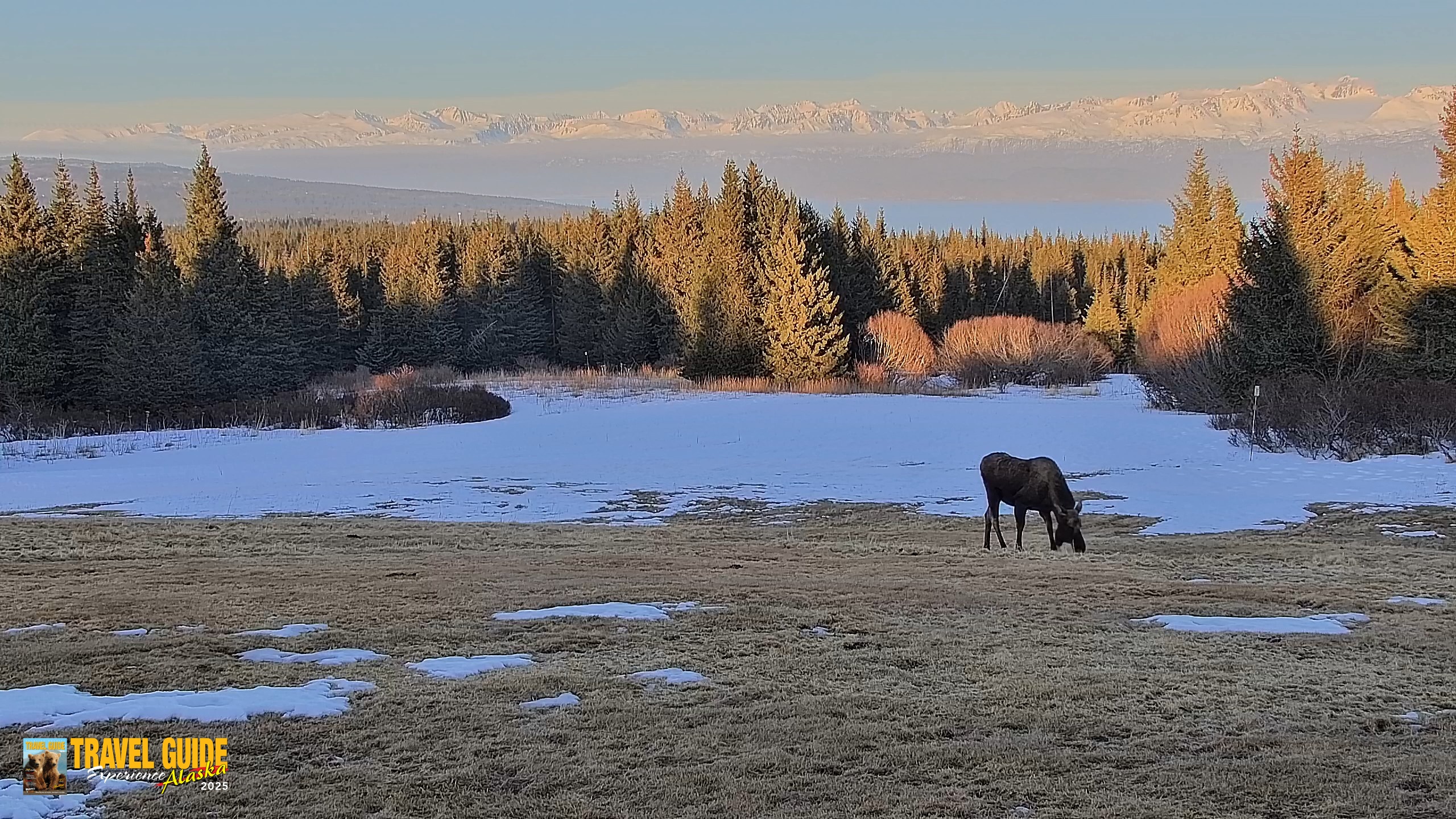 Snapshot of Homer Alaska Northern Lights Live Cam taken Apr 10, 2026, 8:15pm AKDT