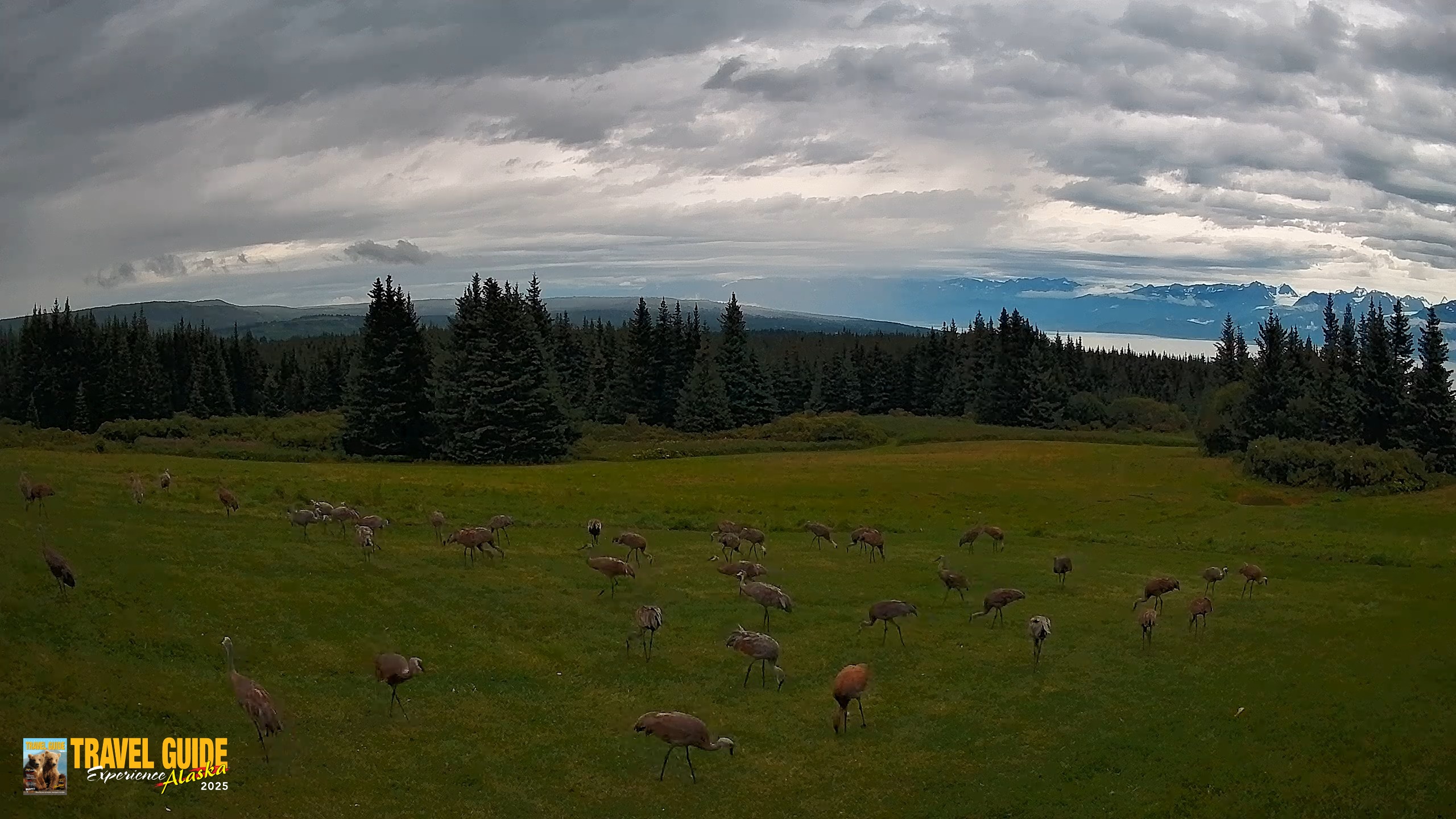Snapshot of Homer Alaska Northern Lights Live Cam taken Aug 28, 2026, 12:51pm AKDT