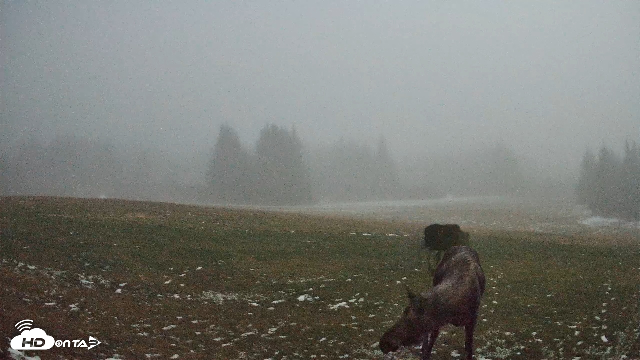 Snapshot of Homer Alaska Northern Lights Live Cam taken Dec 5, 2025, 1:01am AKST