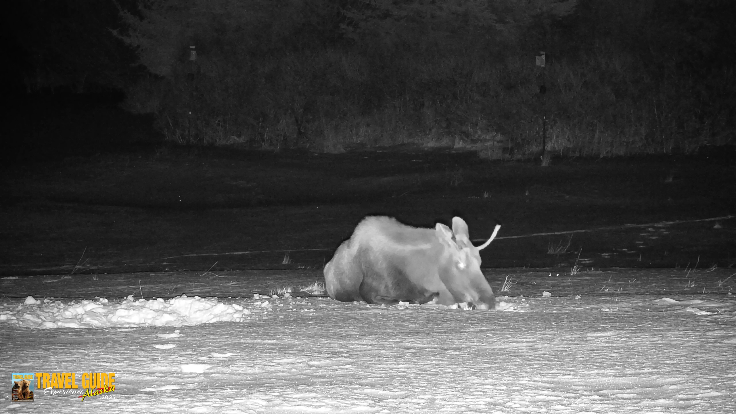 Snapshot of Homer Alaska Northern Lights Live Cam taken Jan 21, 2026, 11:11pm AKST