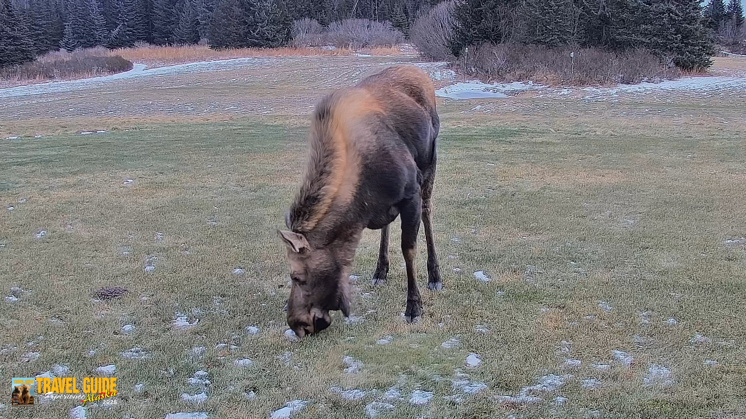 Snapshot of Homer Alaska Northern Lights Live Cam taken Dec 22, 2025, 2:42pm AKST