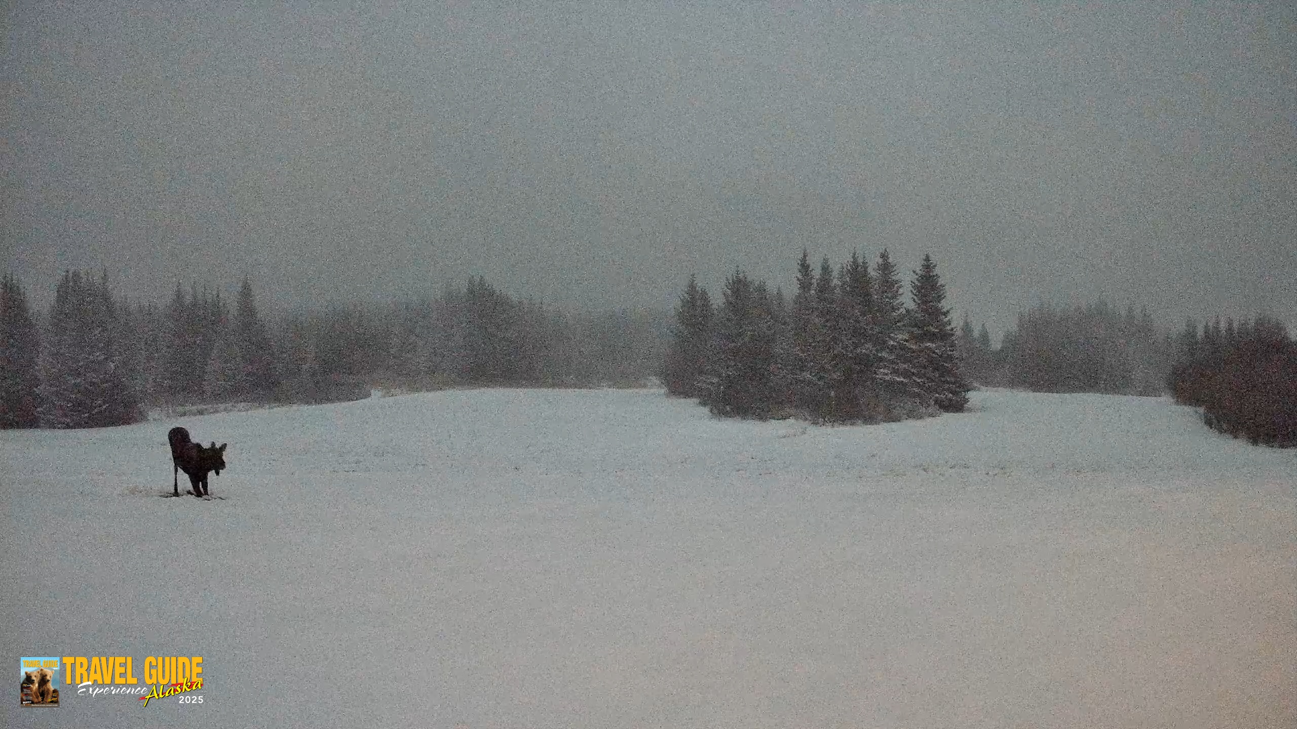 Snapshot of Homer Alaska Northern Lights Live Cam taken Jan 5, 2026, 10:20am AKST