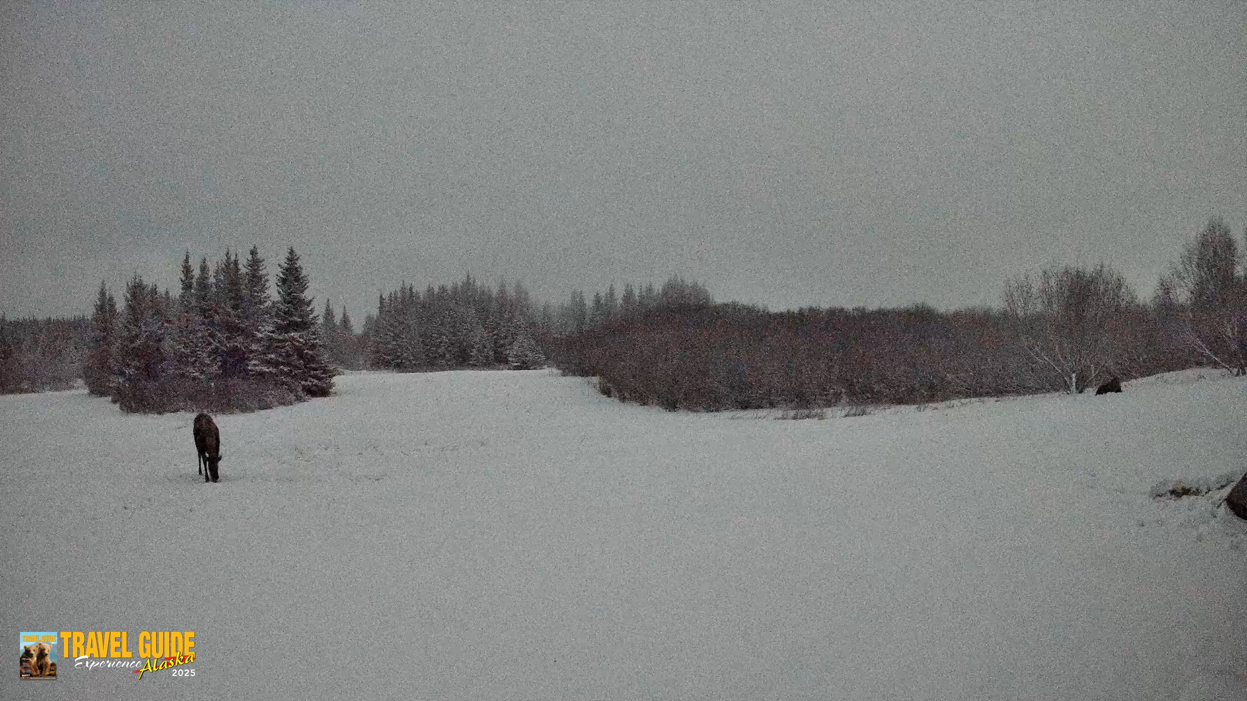 Snapshot of Homer Alaska Northern Lights Live Cam taken Jan 6, 2026, 1:05am AKST