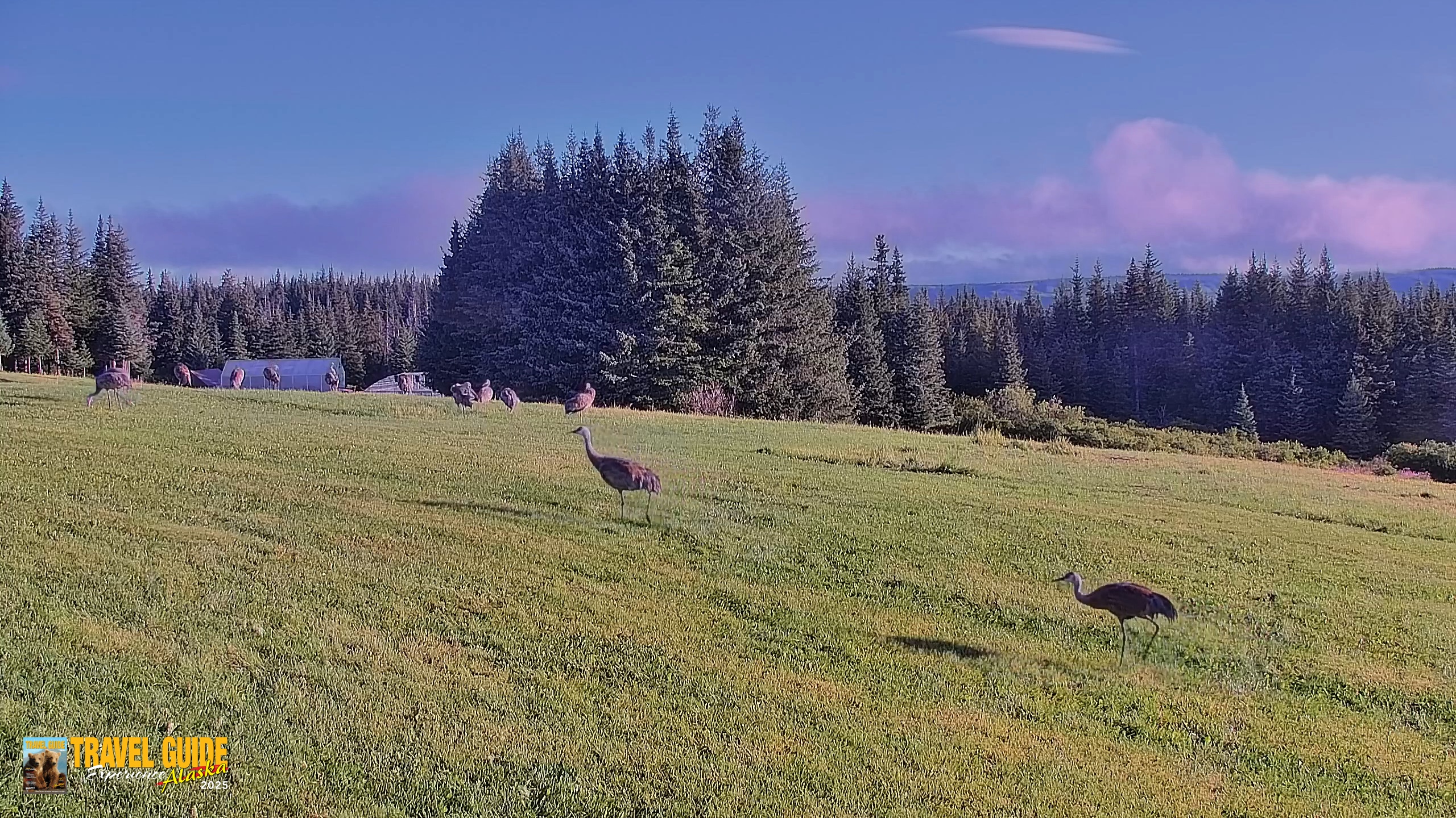 Snapshot of Homer Alaska Northern Lights Live Cam taken Aug 23, 2026, 8:18am AKDT