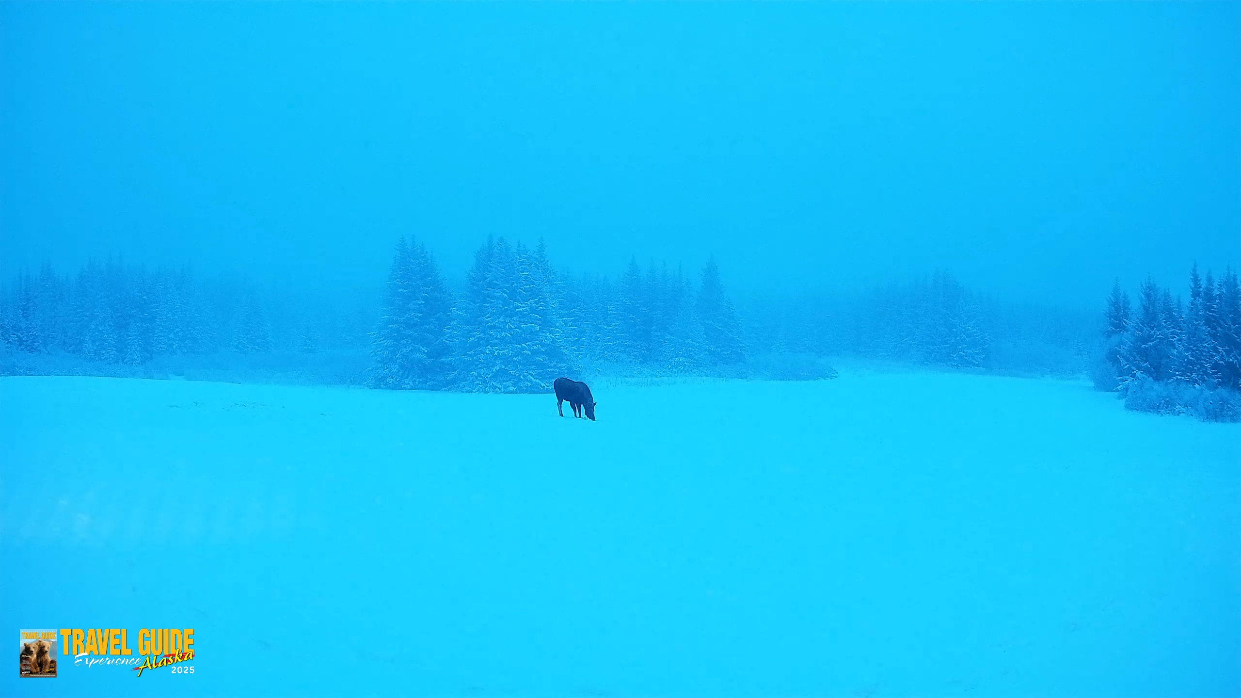 Snapshot of Homer Alaska Northern Lights Live Cam taken Jan 11, 2026, 9:18am AKST