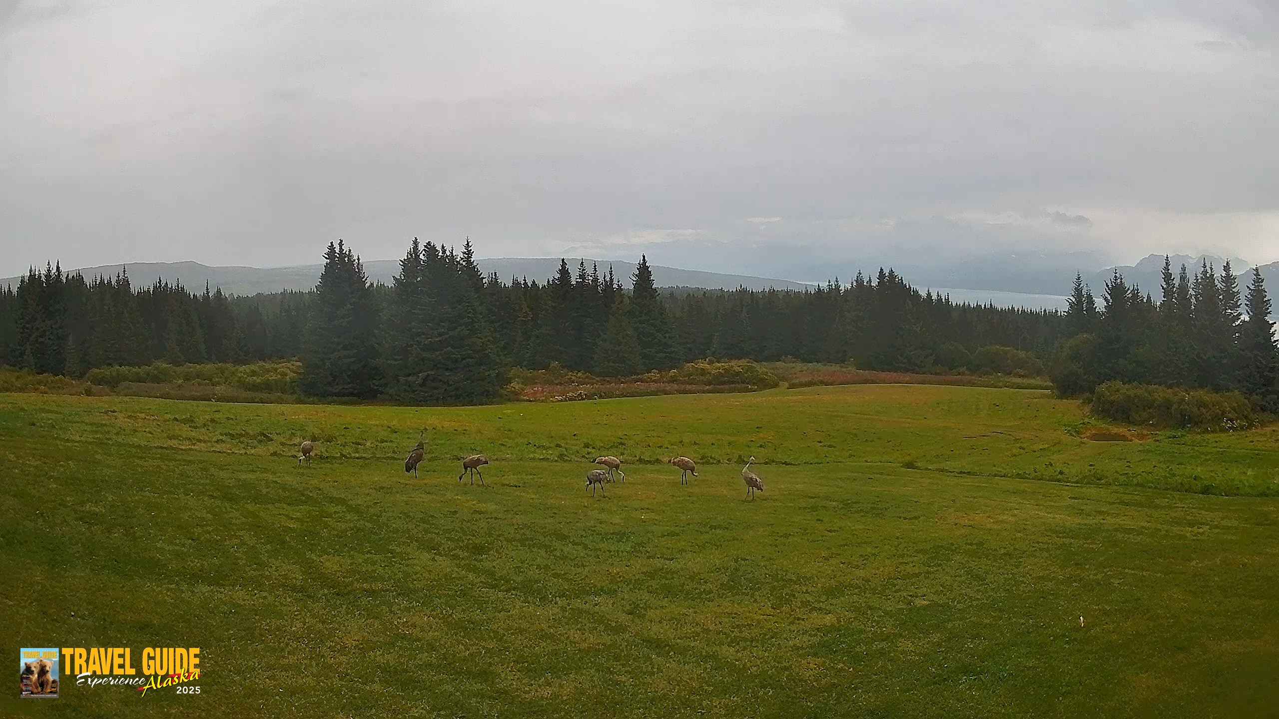 Snapshot of Homer Alaska Northern Lights Live Cam taken Sep 6, 2026, 4:26pm AKDT