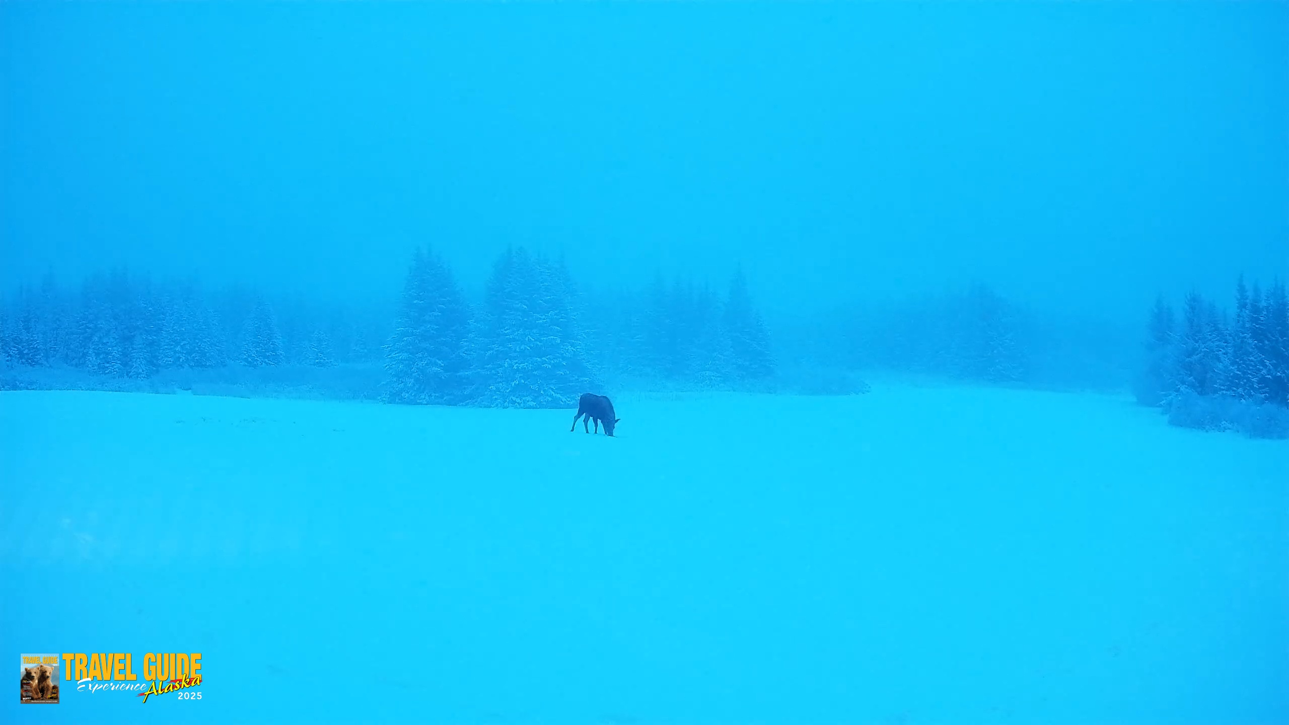 Snapshot of Homer Alaska Northern Lights Live Cam taken Jan 11, 2026, 10:07am AKST