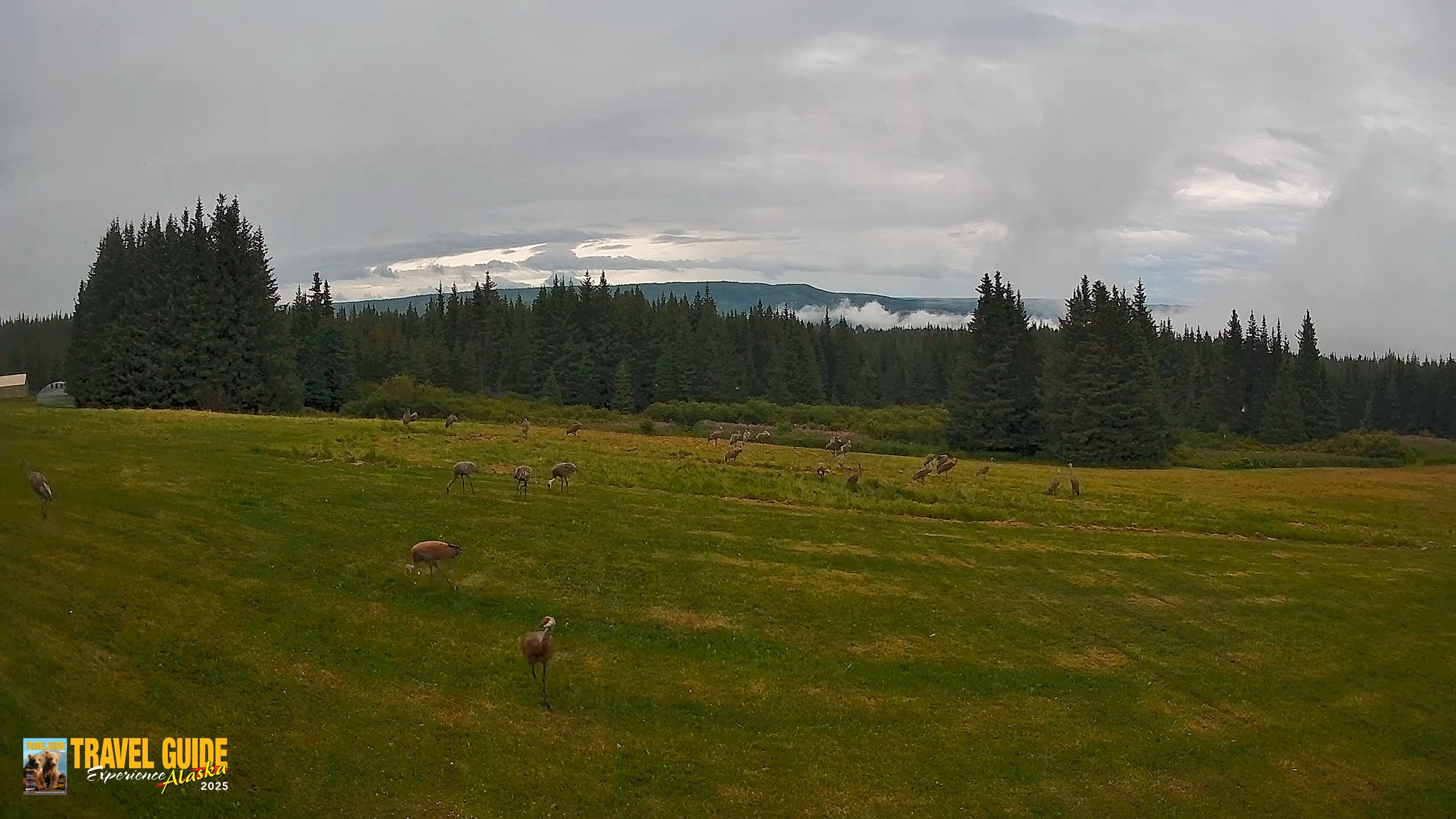 Snapshot of Homer Alaska Northern Lights Live Cam taken Aug 19, 2026, 5:50pm AKDT