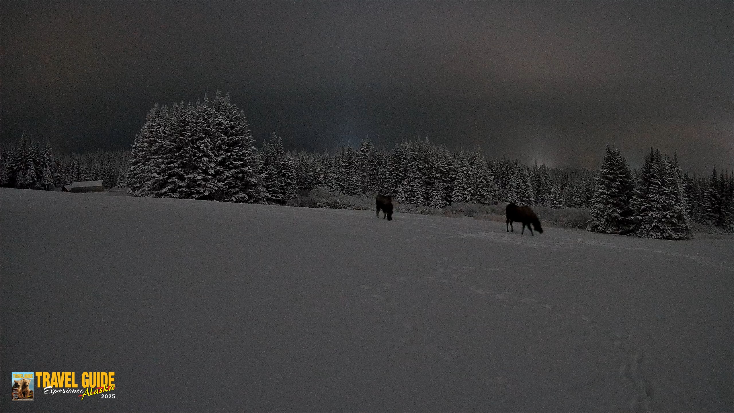 Snapshot of Homer Alaska Northern Lights Live Cam taken Jan 13, 2026, 11:49pm AKST