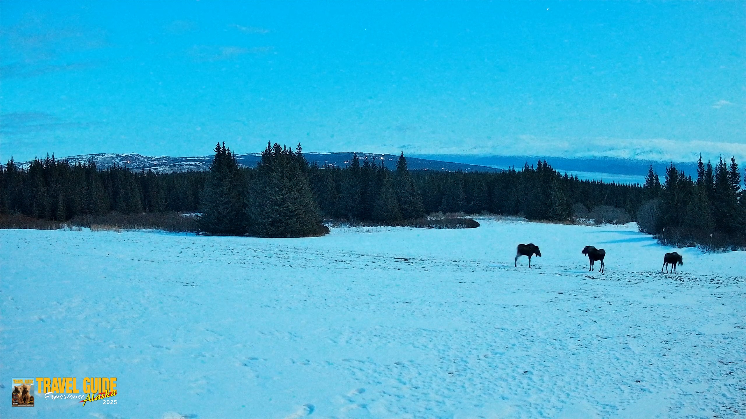 Snapshot of Homer Alaska Northern Lights Live Cam taken Mar 29, 2026, 9:50pm AKDT