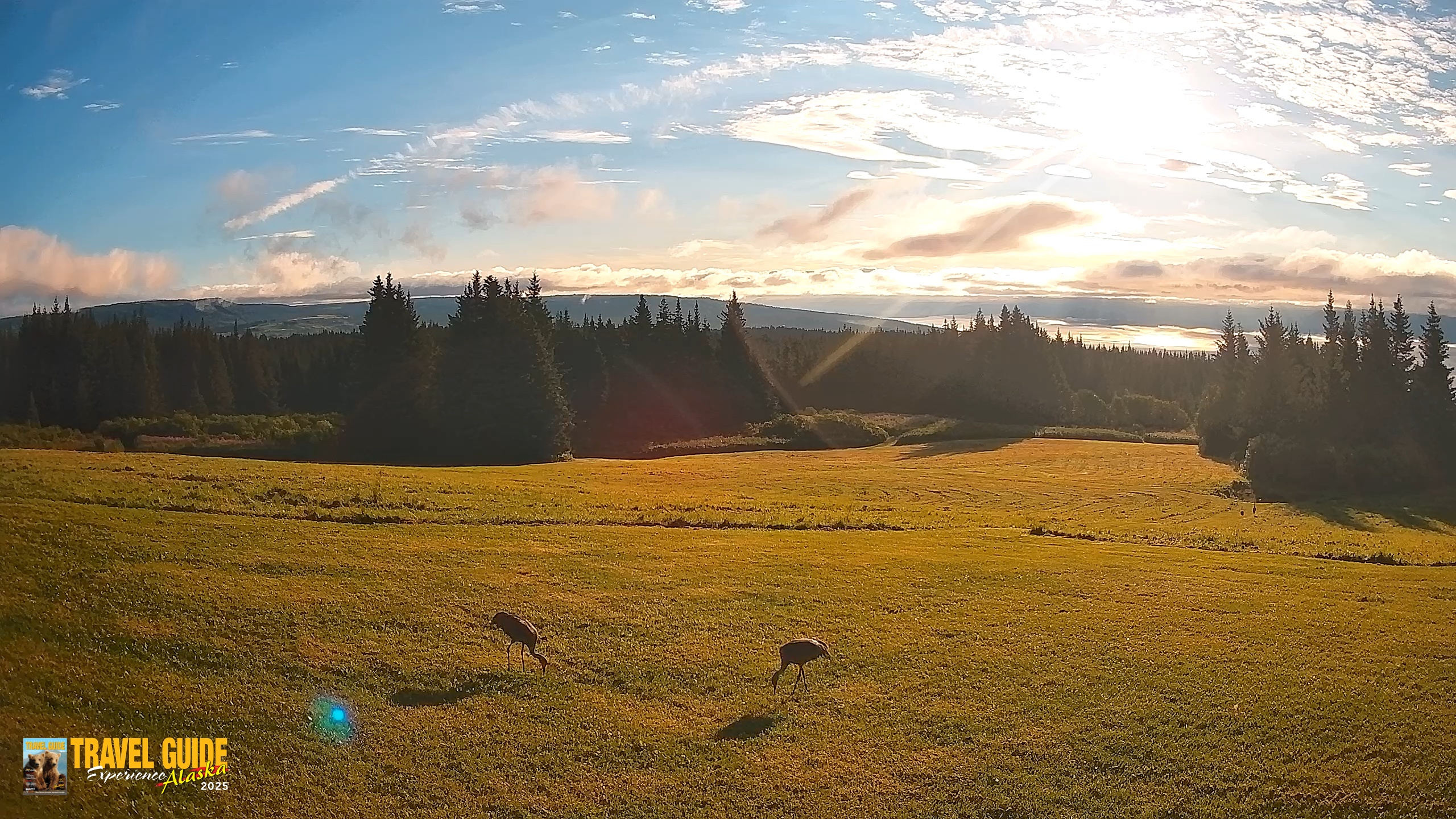 Snapshot of Homer Alaska Northern Lights Live Cam taken Aug 23, 2026, 8:17am AKDT