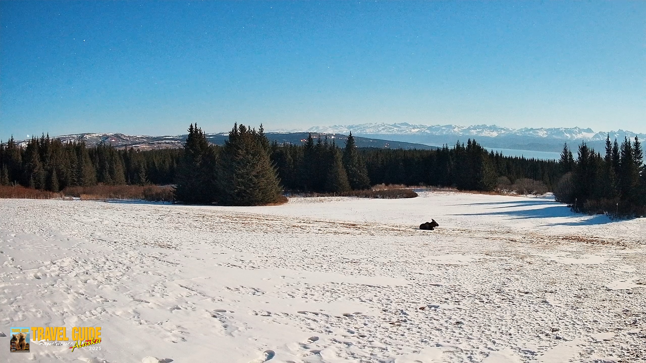 Snapshot of Homer Alaska Northern Lights Live Cam taken Mar 31, 2026, 10:45pm AKDT
