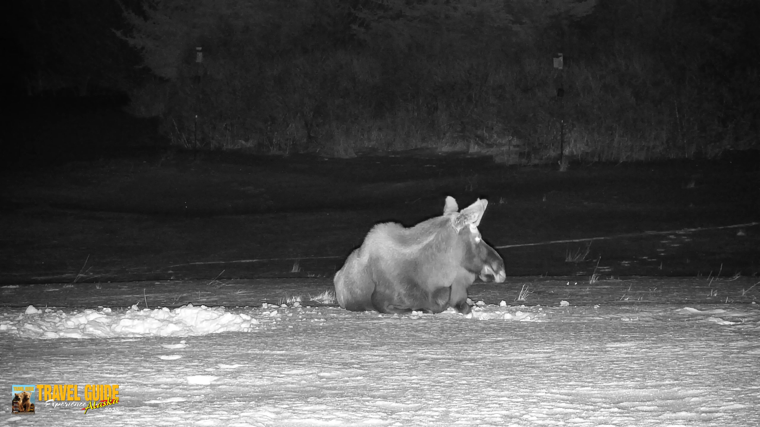 Snapshot of Homer Alaska Northern Lights Live Cam taken Jan 21, 2026, 11:12pm AKST