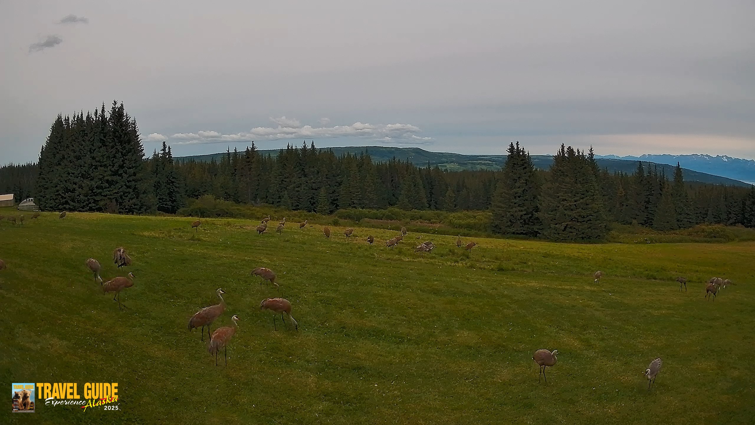 Snapshot of Homer Alaska Northern Lights Live Cam taken Aug 27, 2026, 5:36pm AKDT