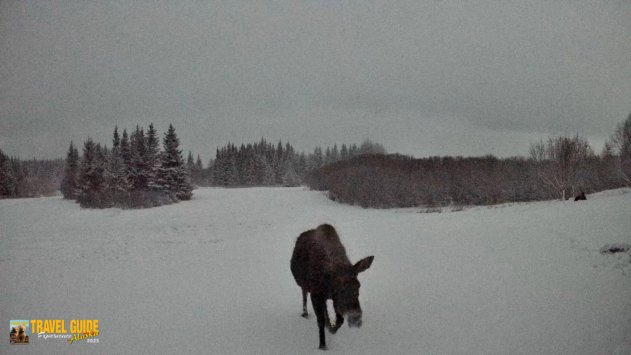 Snapshot of Homer Alaska Northern Lights Live Cam taken Jan 6, 2026, 1:34am AKST