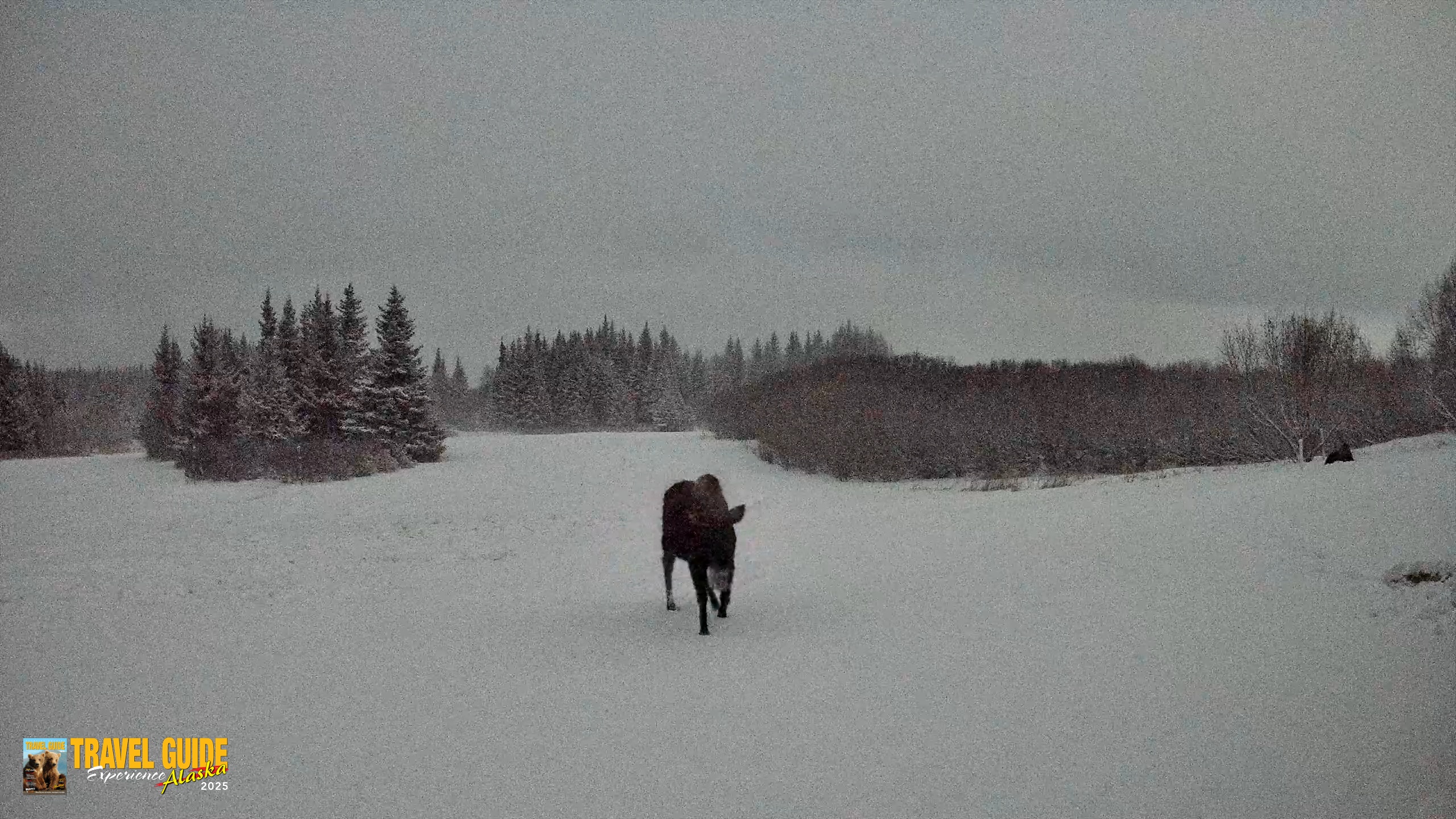 Snapshot of Homer Alaska Northern Lights Live Cam taken Jan 6, 2026, 1:22am AKST