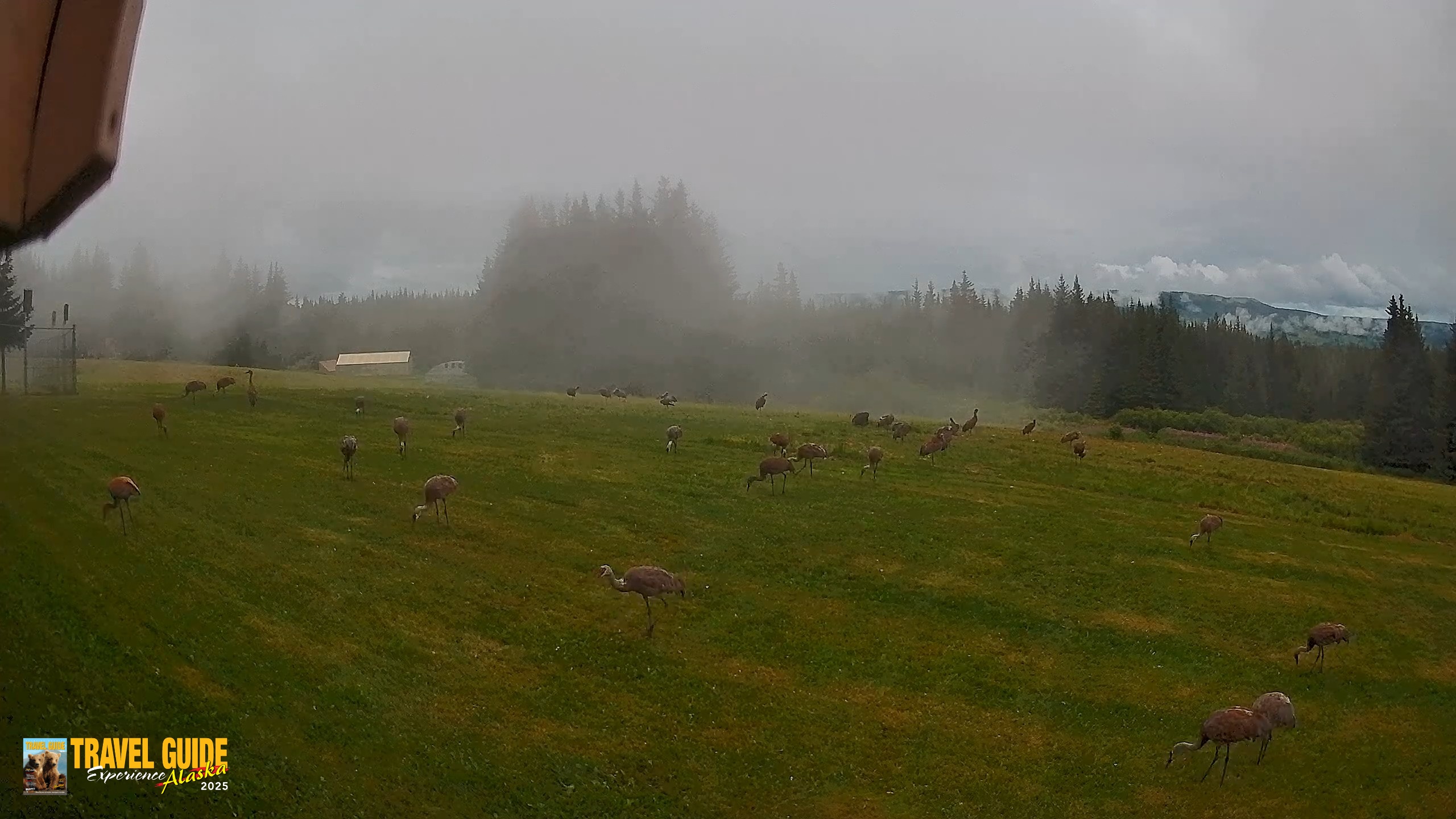 Snapshot of Homer Alaska Northern Lights Live Cam taken Aug 20, 2026, 7:36pm AKDT