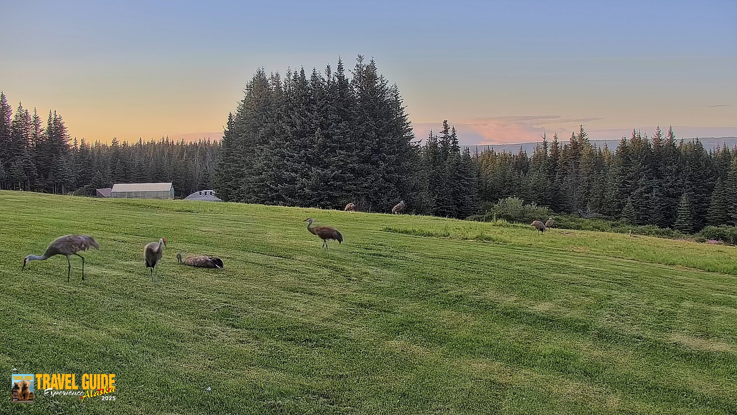 Snapshot of Homer Alaska Northern Lights Live Cam taken Aug 18, 2026, 9:18pm AKDT