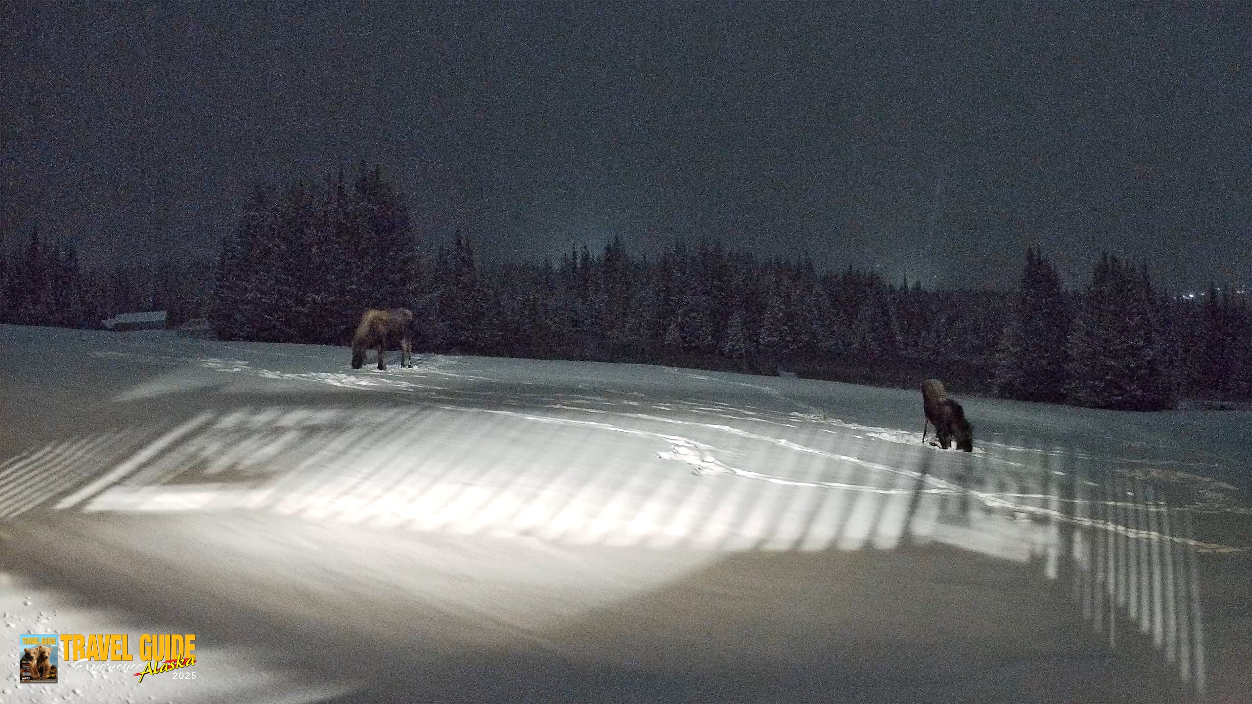 Snapshot of Homer Alaska Northern Lights Live Cam taken Jan 5, 2026, 9:30pm AKST