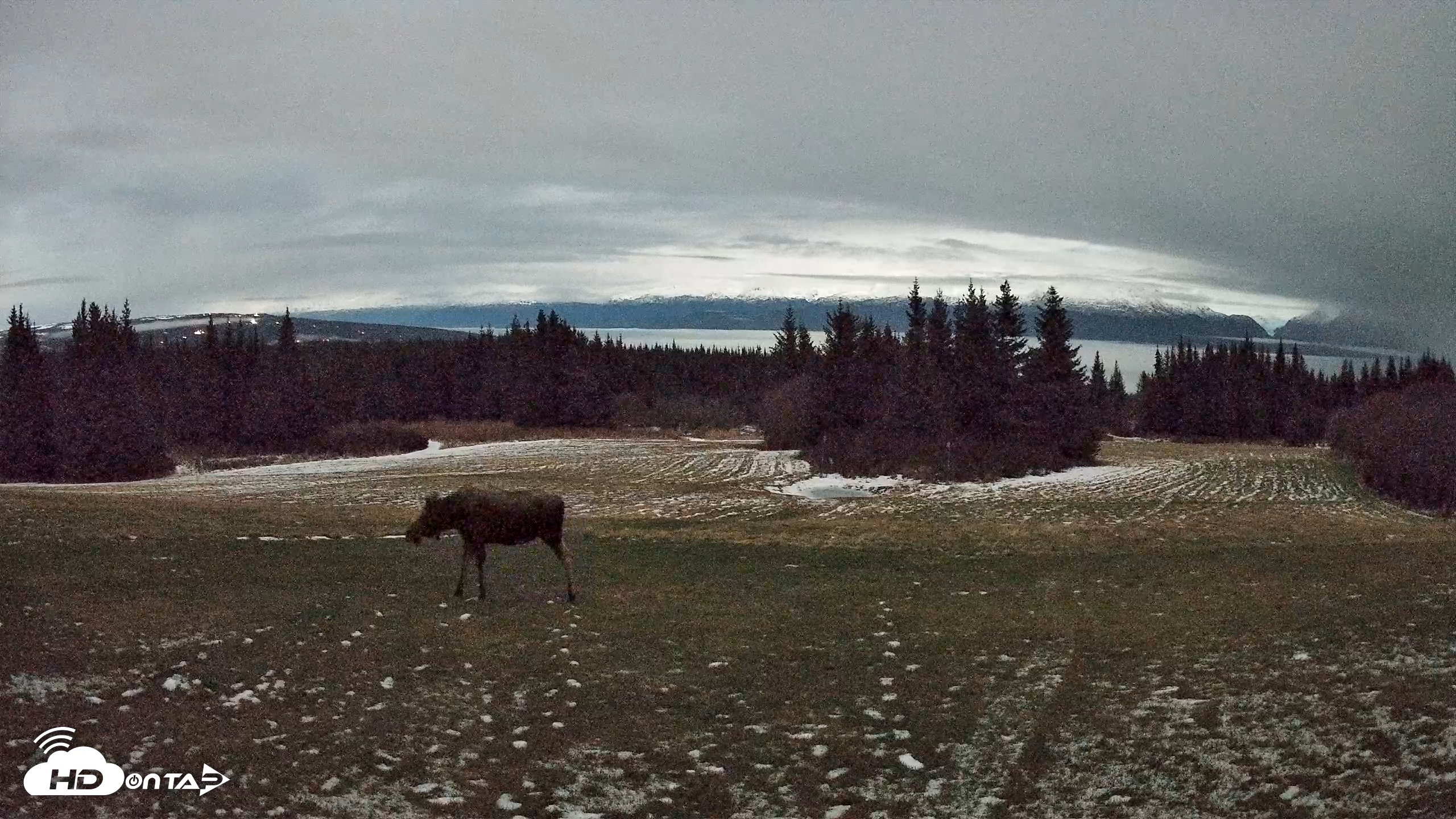 Snapshot of Homer Alaska Northern Lights Live Cam taken Dec 4, 2025, 1:23am AKST