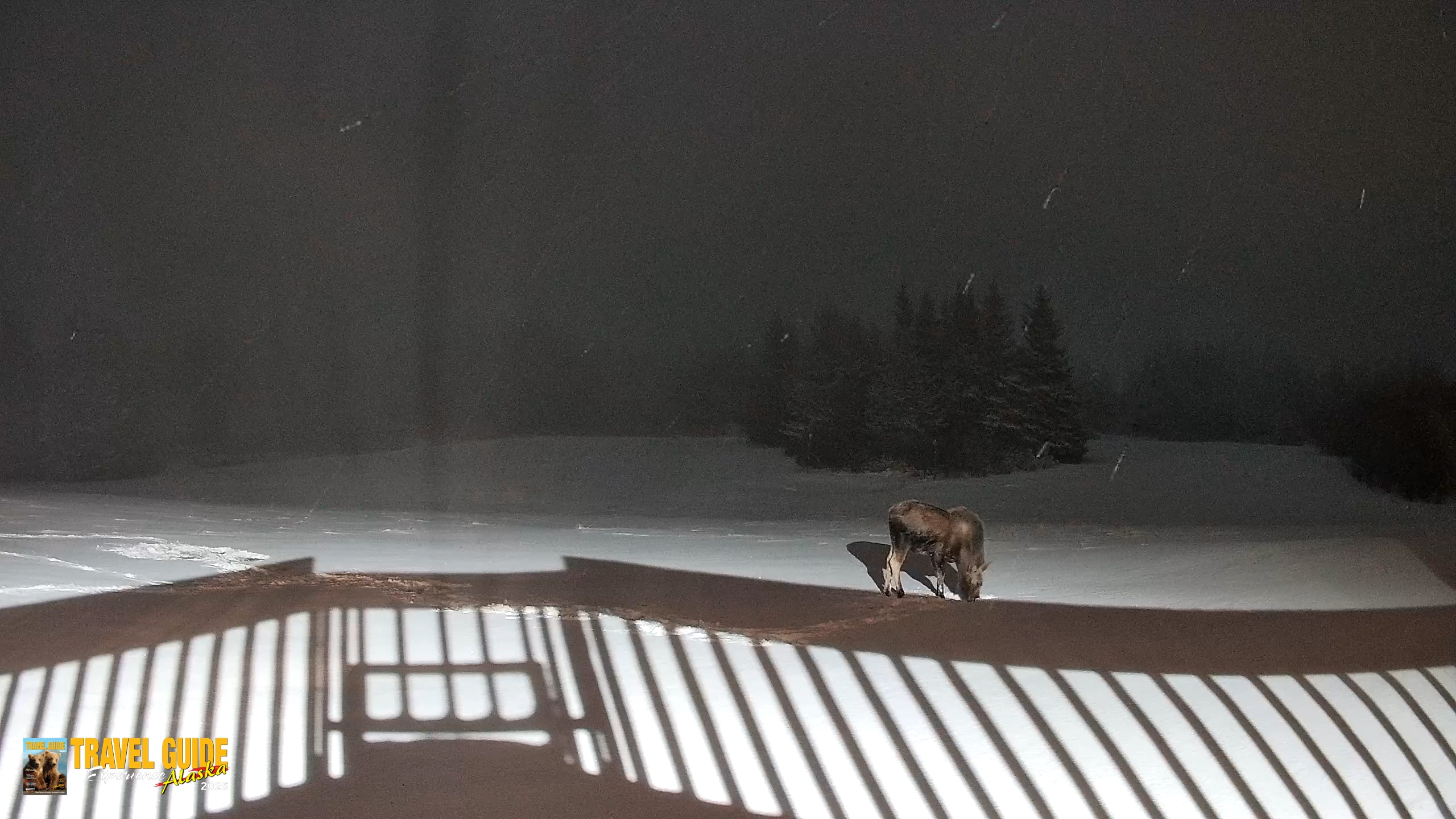 Snapshot of Homer Alaska Northern Lights Live Cam taken Jan 5, 2026, 7:41am AKST