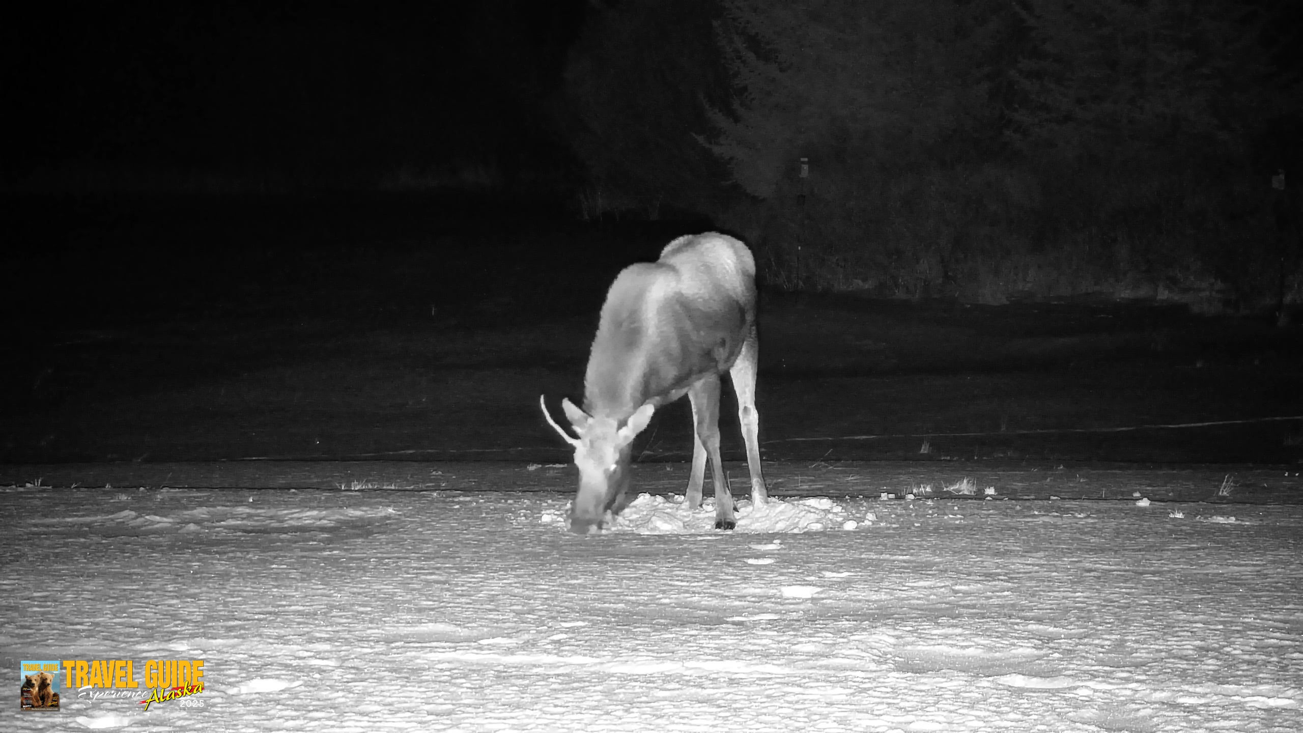 Snapshot of Homer Alaska Northern Lights Live Cam taken Jan 21, 2026, 11:03pm AKST