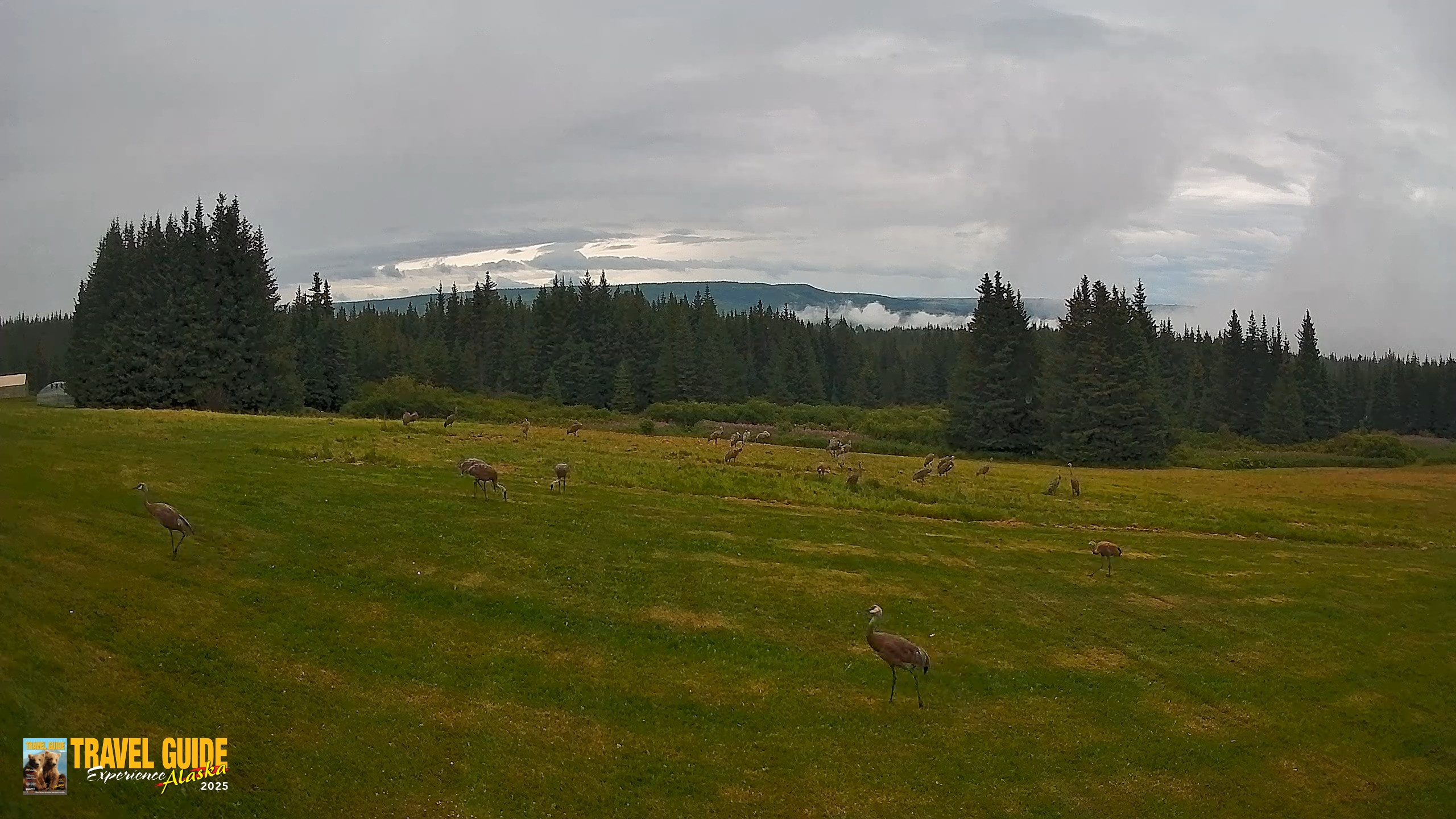 Snapshot of Homer Alaska Northern Lights Live Cam taken Aug 19, 2026, 5:49pm AKDT