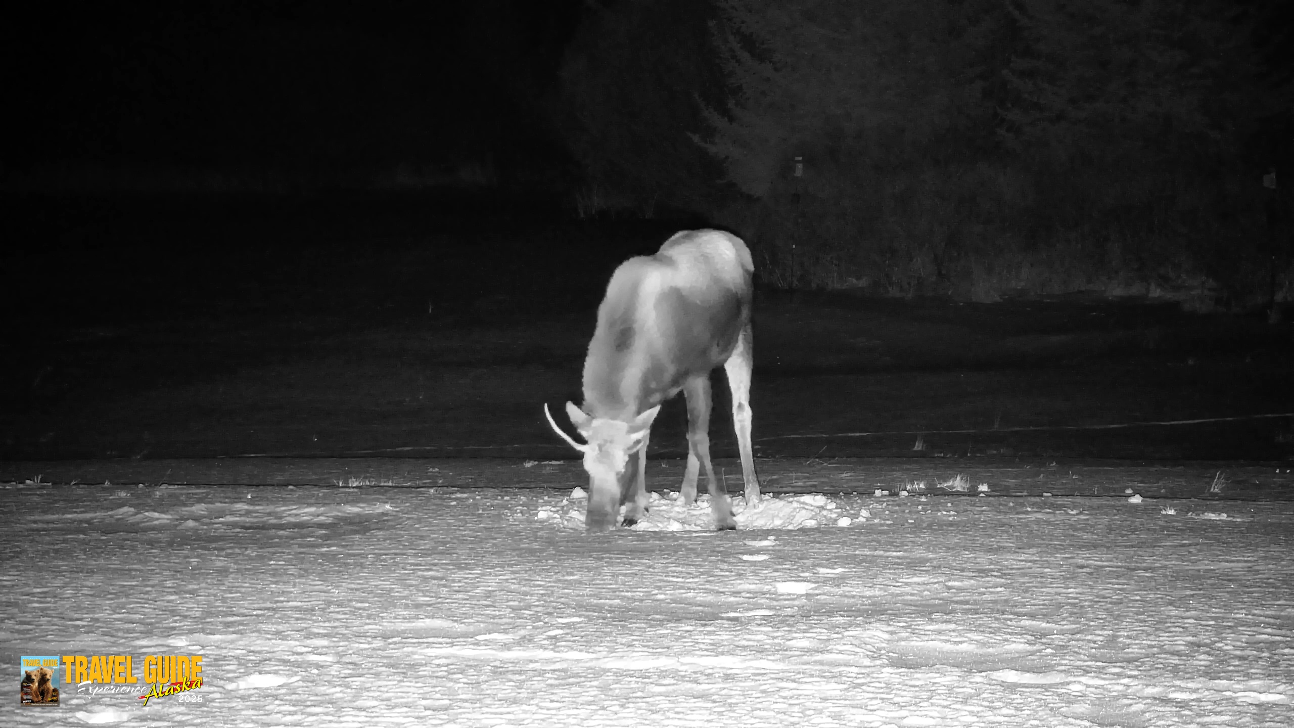 Snapshot of Homer Alaska Northern Lights Live Cam taken Jan 21, 2026, 11:03pm AKST
