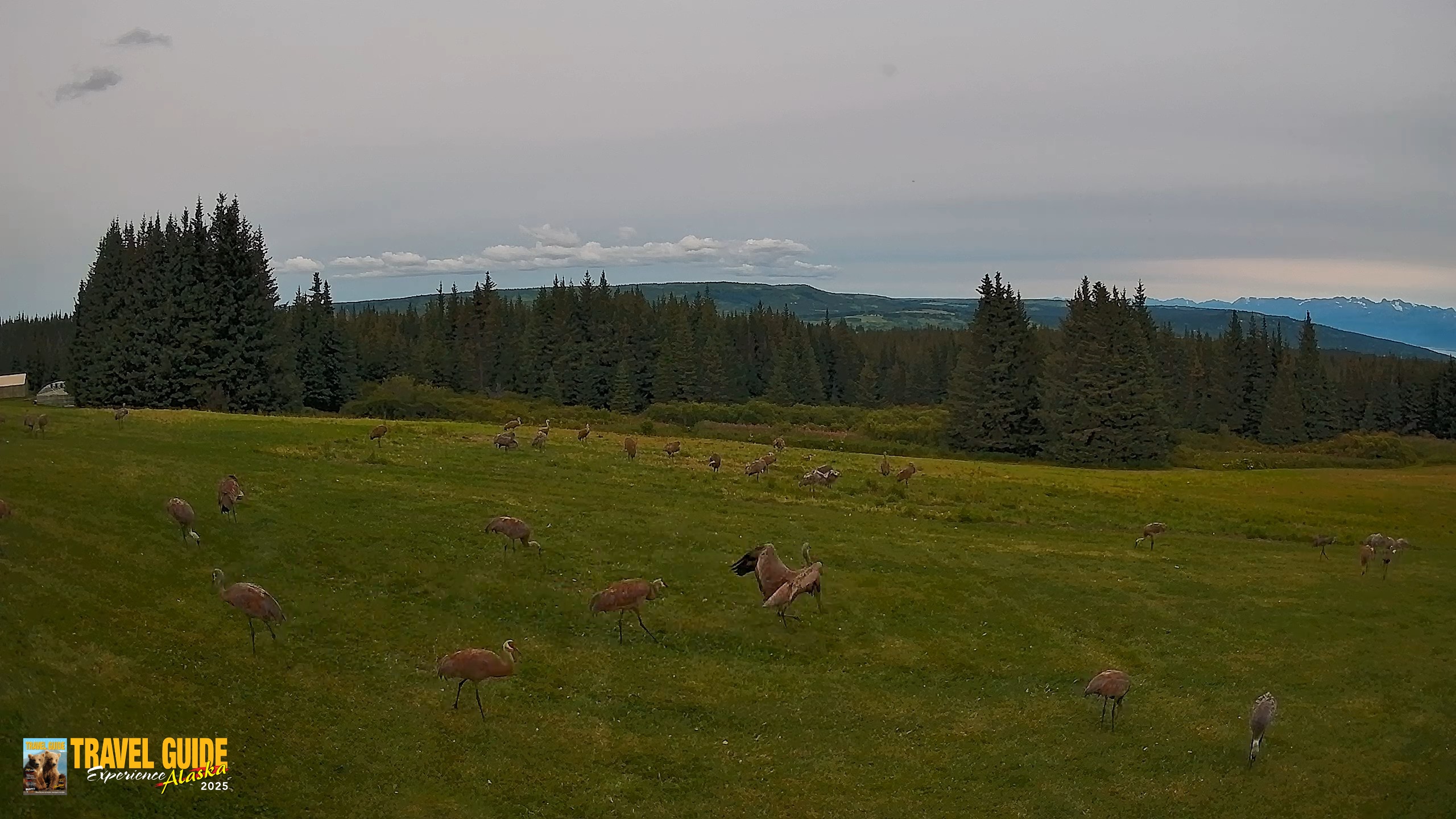 Snapshot of Homer Alaska Northern Lights Live Cam taken Aug 27, 2026, 5:36pm AKDT