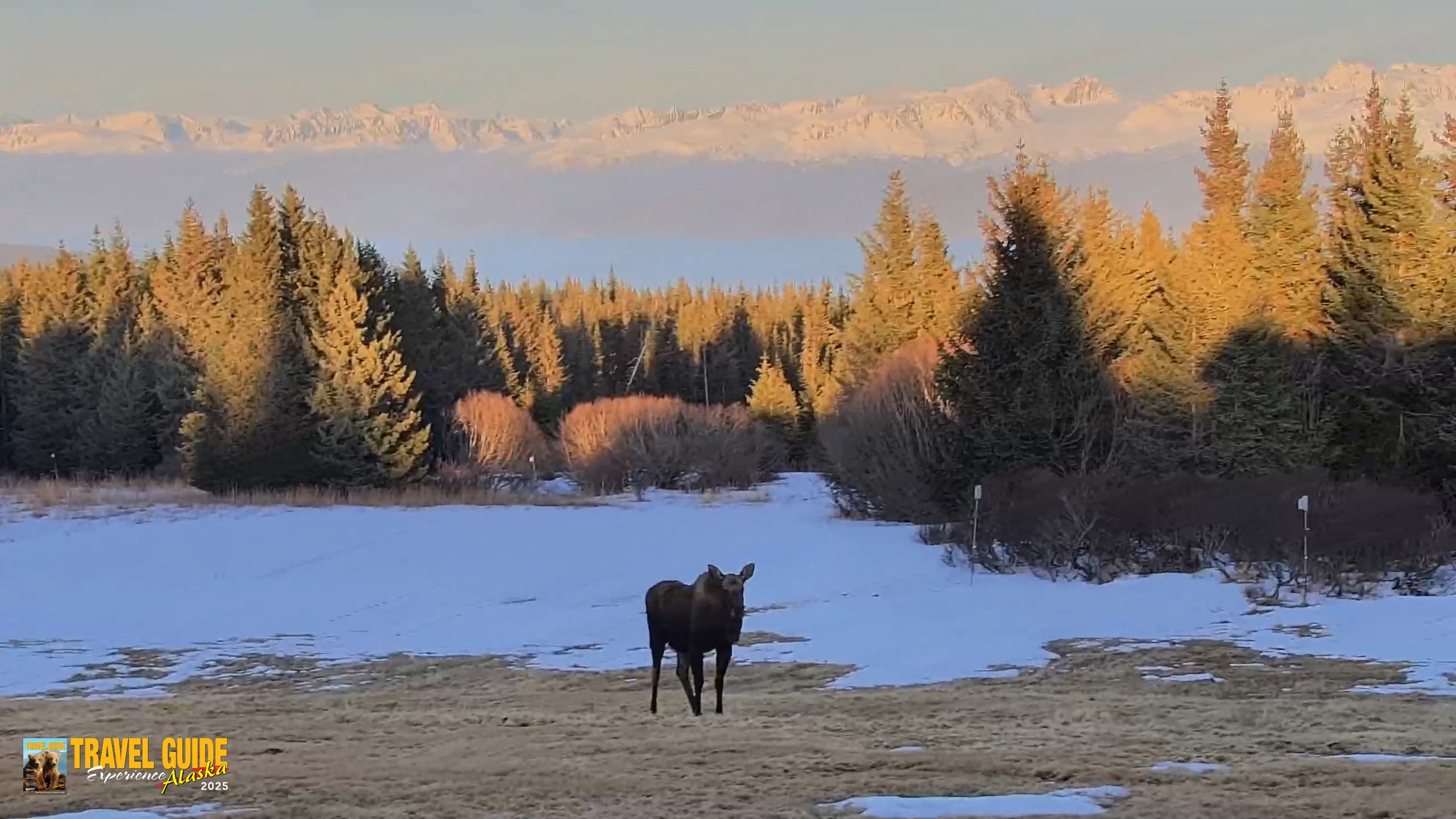 Snapshot of Homer Alaska Northern Lights Live Cam taken Apr 10, 2026, 8:18pm AKDT