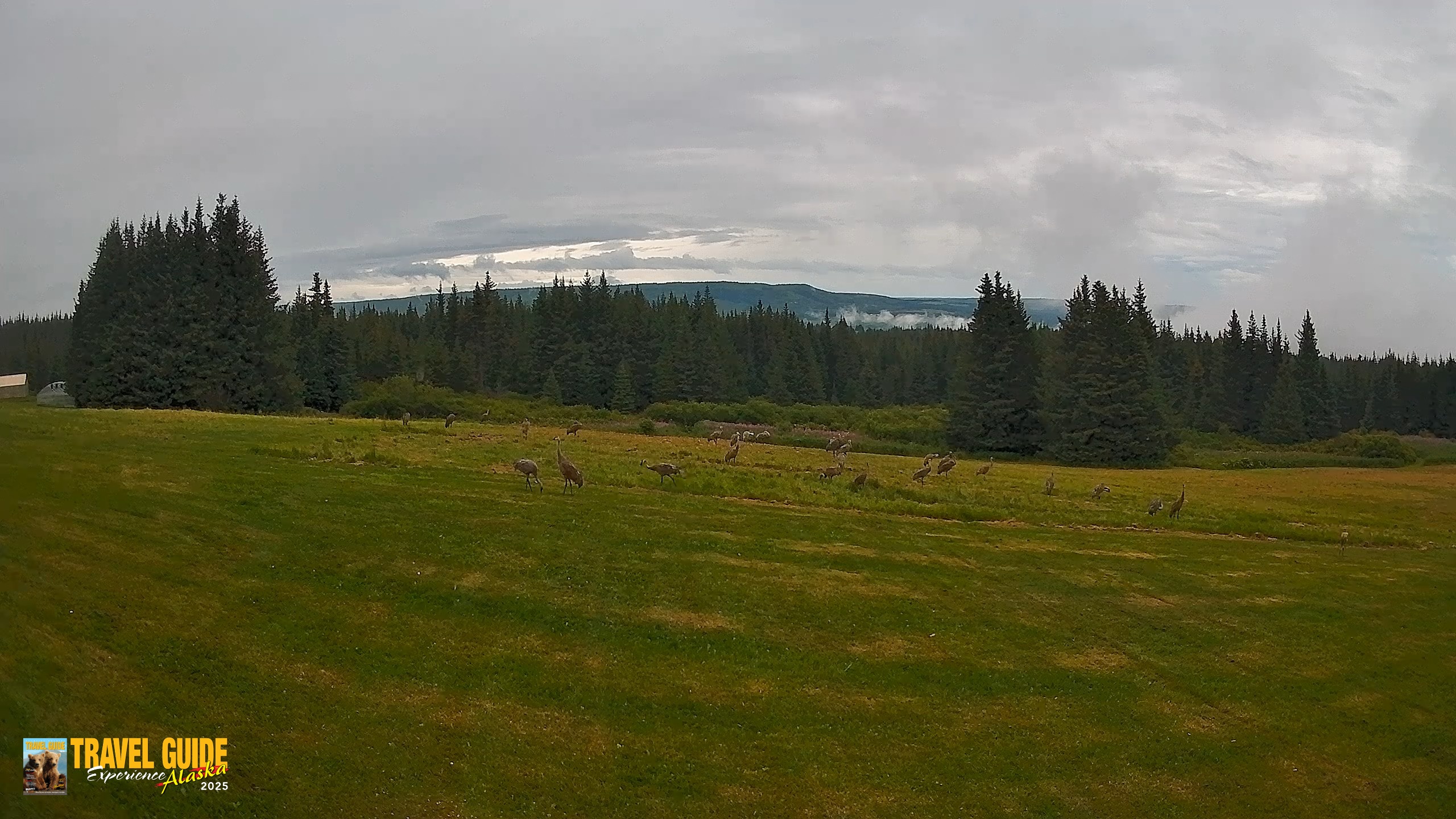Snapshot of Homer Alaska Northern Lights Live Cam taken Aug 19, 2026, 5:47pm AKDT