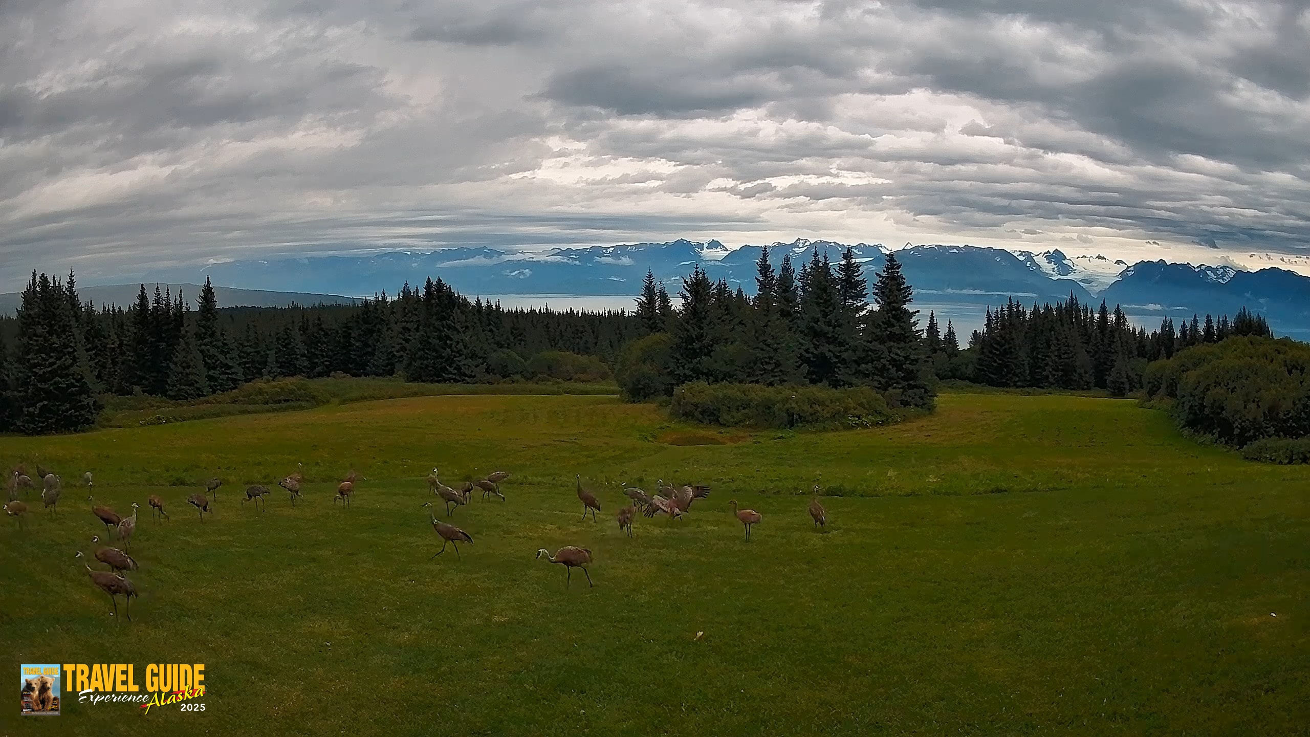 Snapshot of Homer Alaska Northern Lights Live Cam taken Aug 28, 2026, 12:47pm AKDT