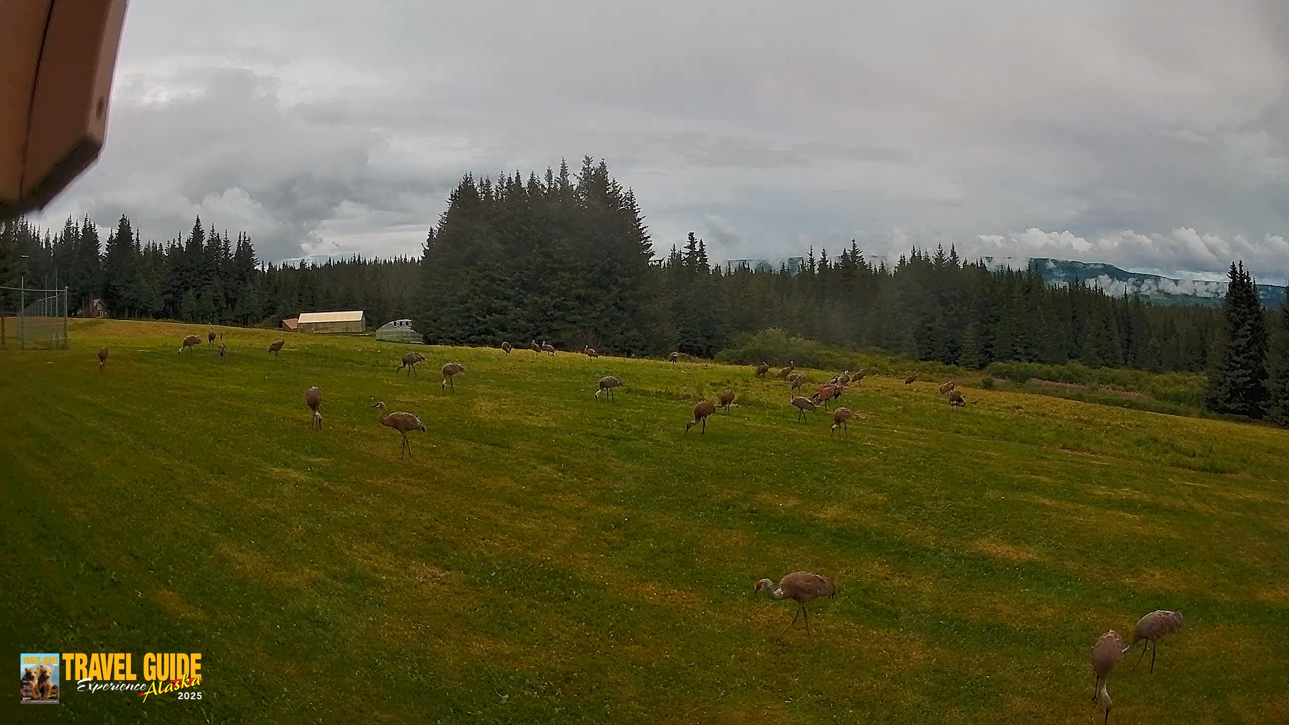 Snapshot of Homer Alaska Northern Lights Live Cam taken Aug 20, 2026, 7:36pm AKDT