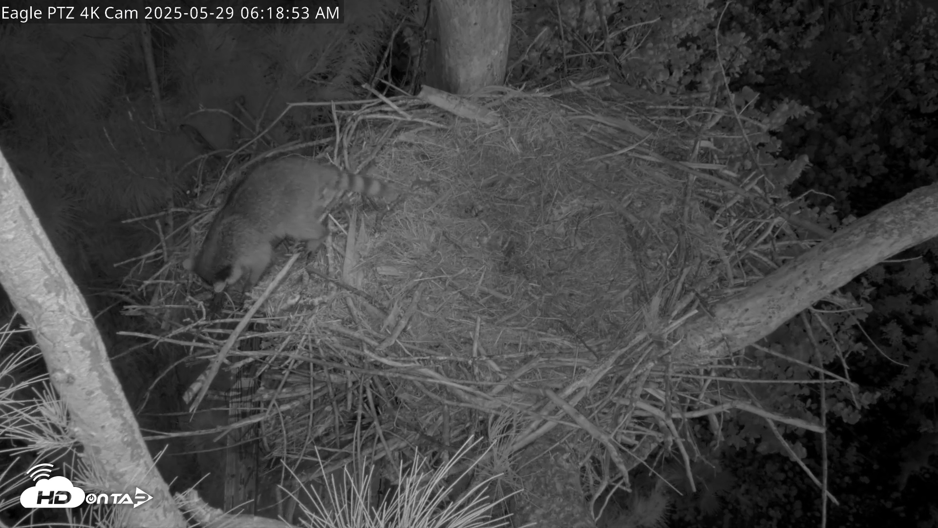 Snapshot of Captiva Island Florida Eagles Live Cams taken May 29, 2025, 6:19am EDT