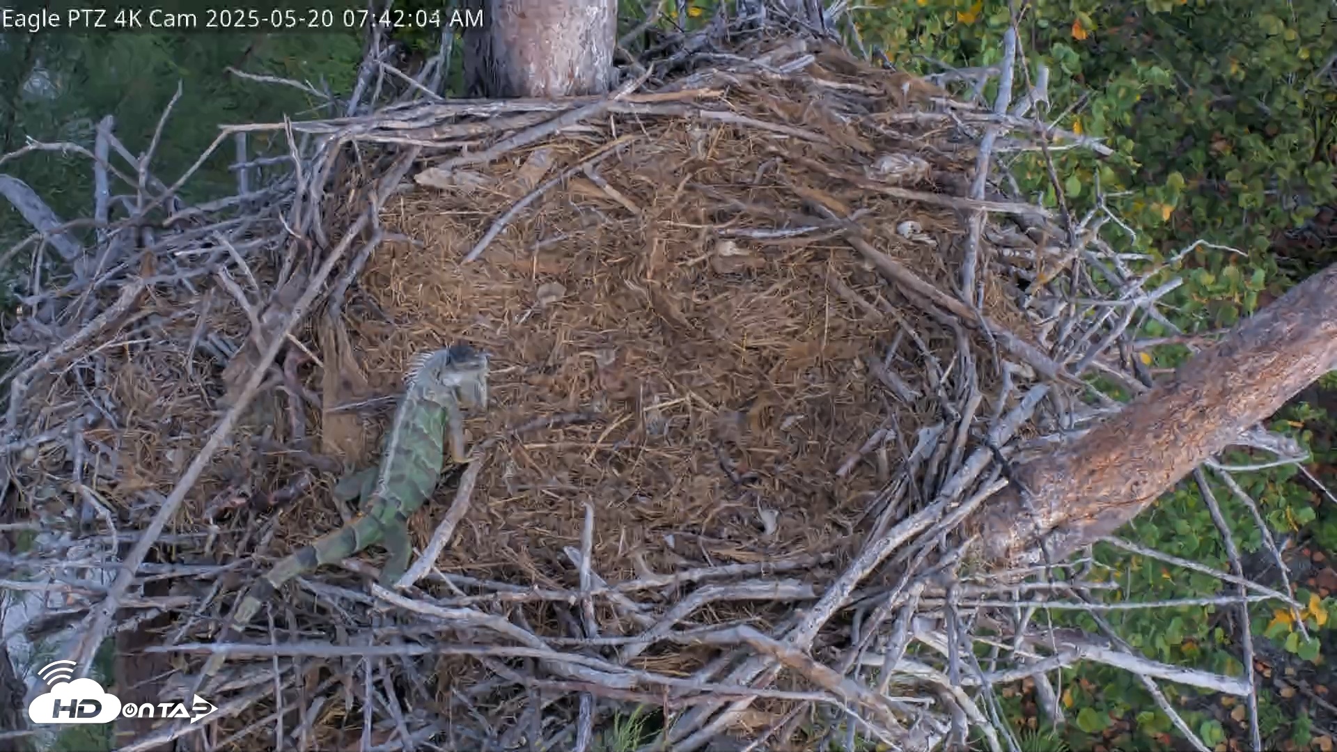 Snapshot of Captiva Island Florida Eagles Live Cams taken May 20, 2025, 7:42am EDT