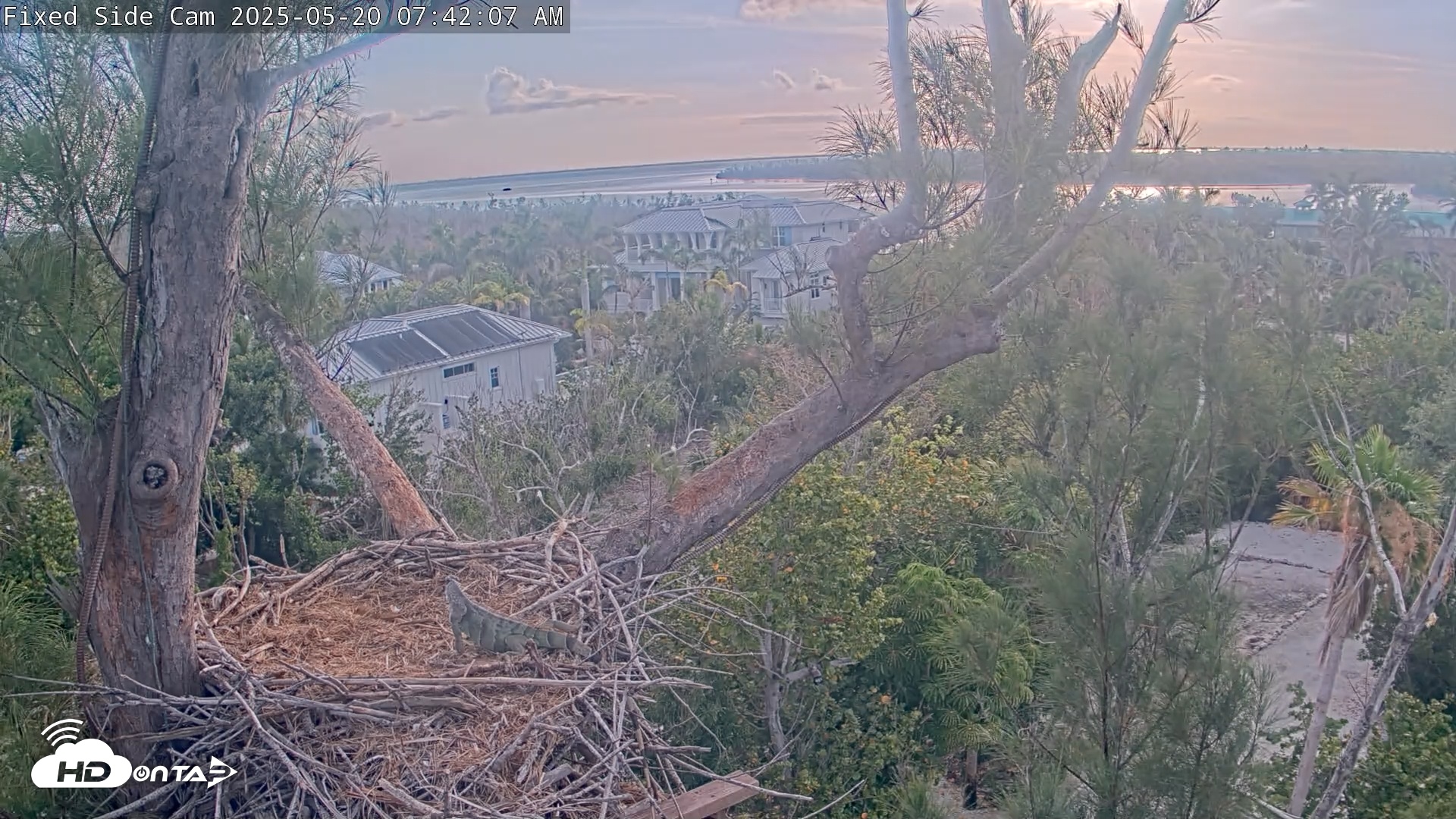 Snapshot of Captiva Island Florida Eagles Live Cams taken May 20, 2025, 7:42am EDT