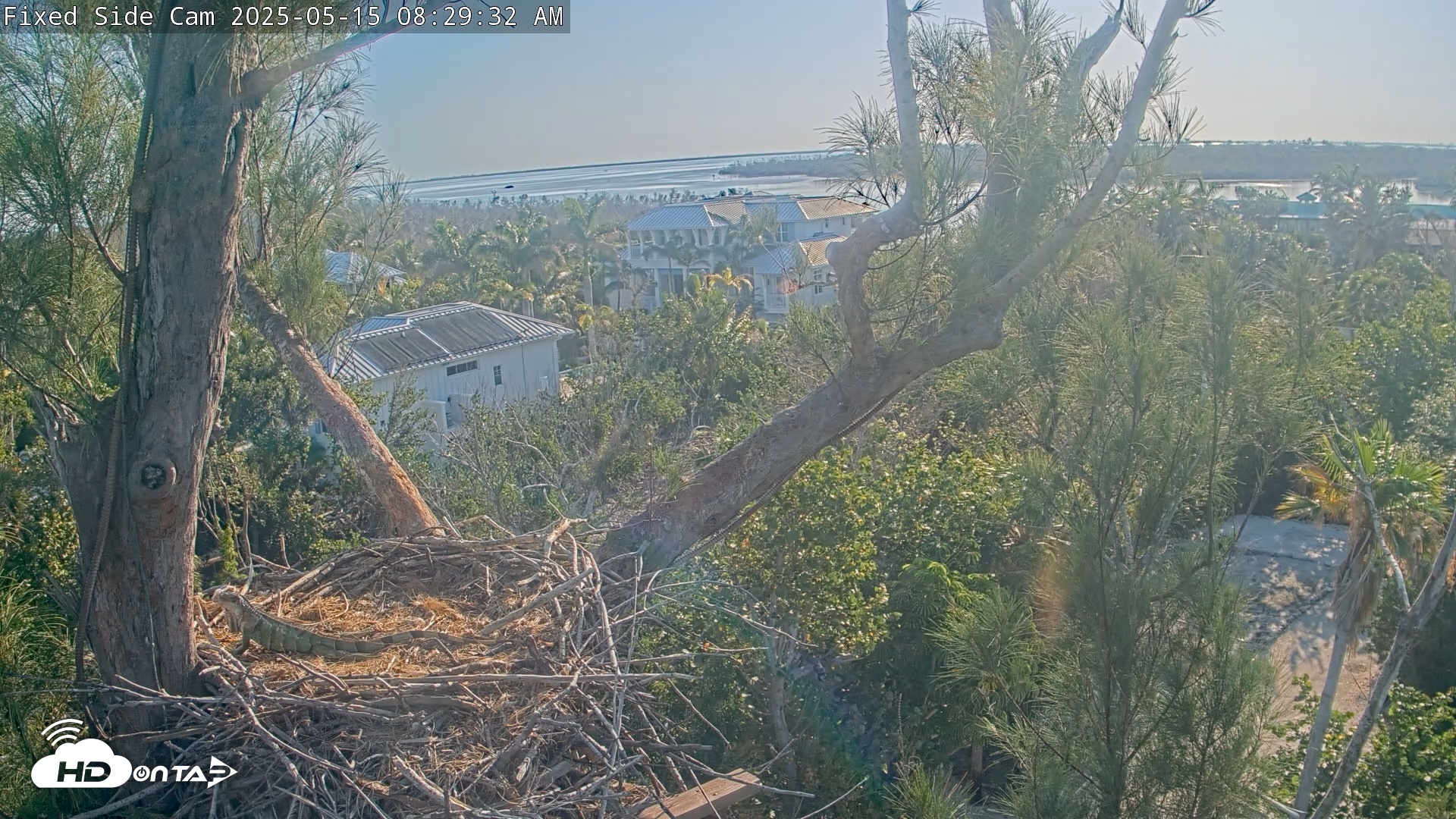 Snapshot of Captiva Island Florida Eagles Live Cams taken May 15, 2025, 8:30am EDT