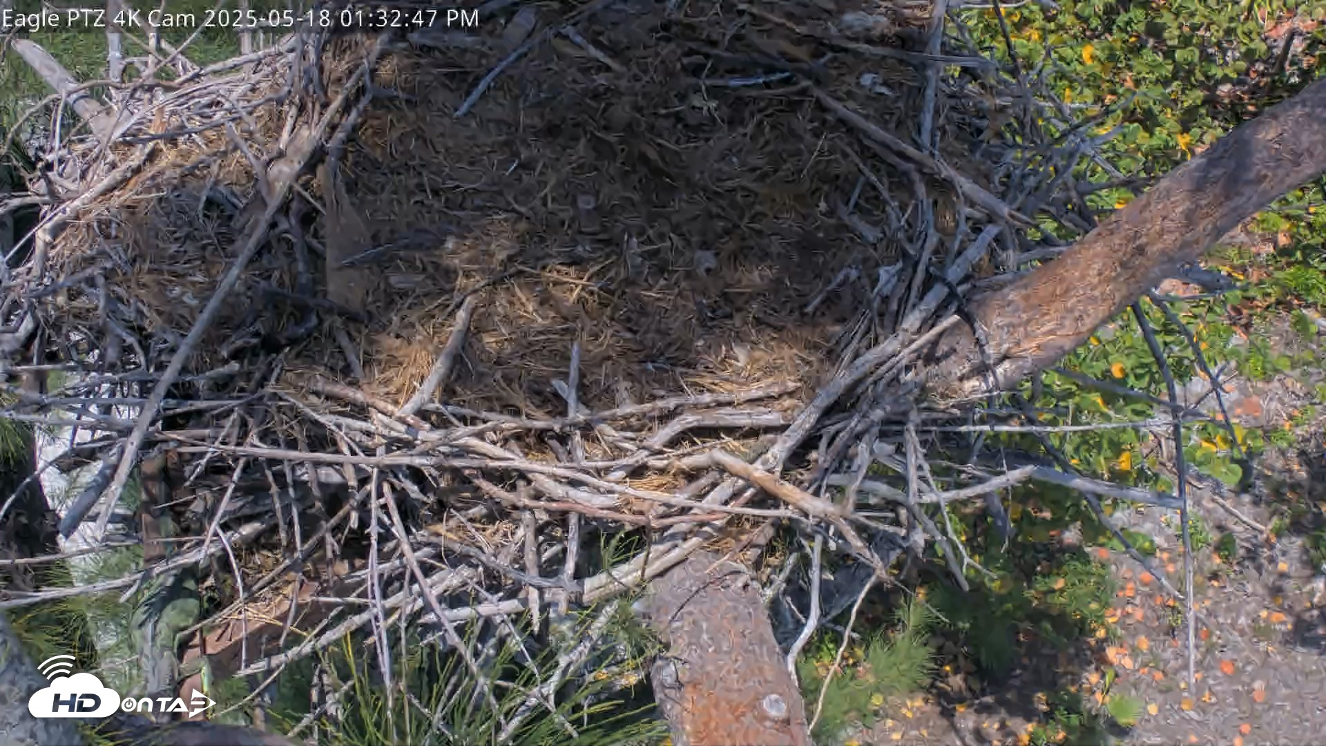 Snapshot of Captiva Island Florida Eagles Live Cams taken May 18, 2025, 1:33pm EDT