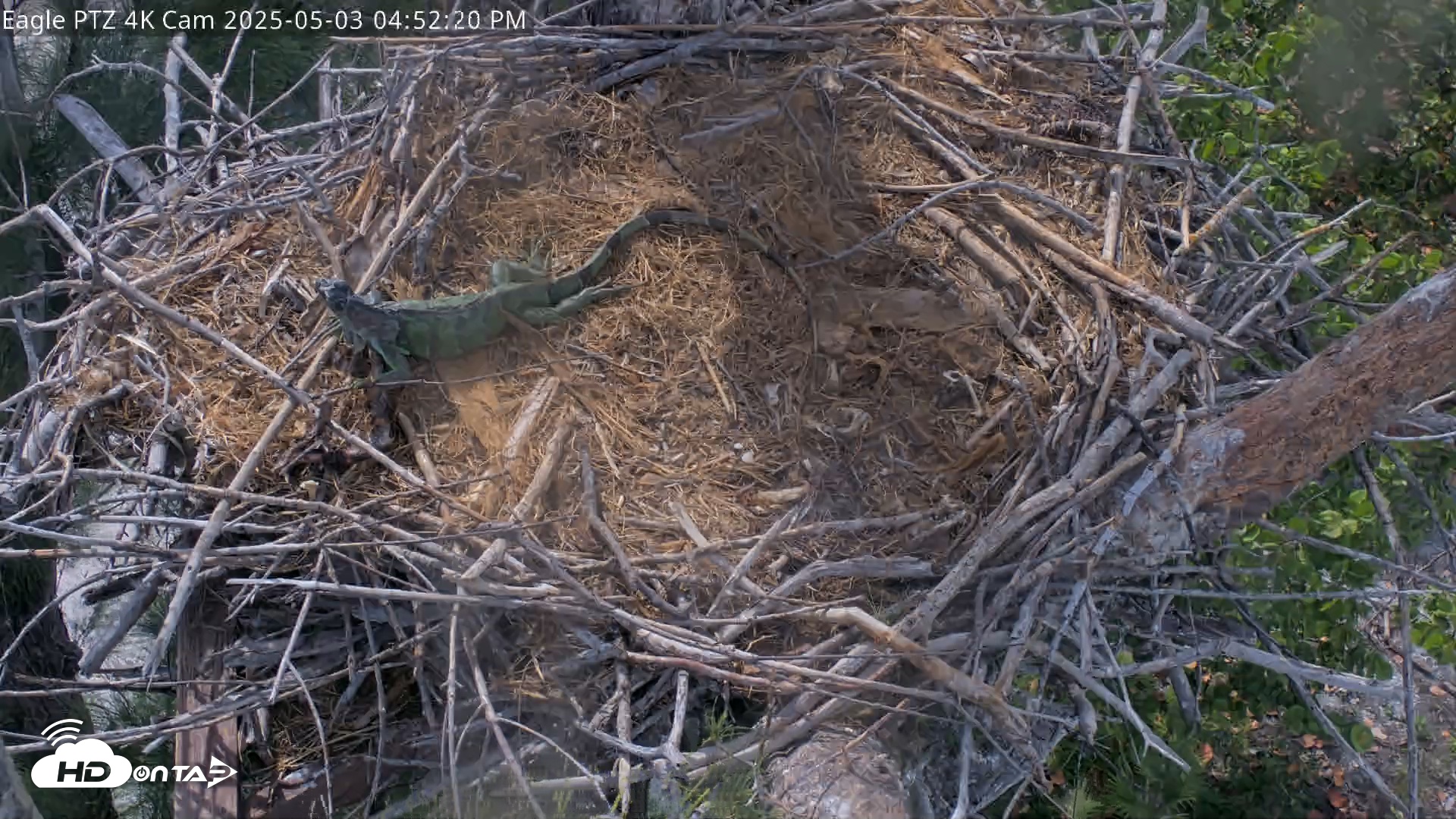 Snapshot of Captiva Island Florida Eagles Live Cams taken May 3, 2025, 4:52pm EDT