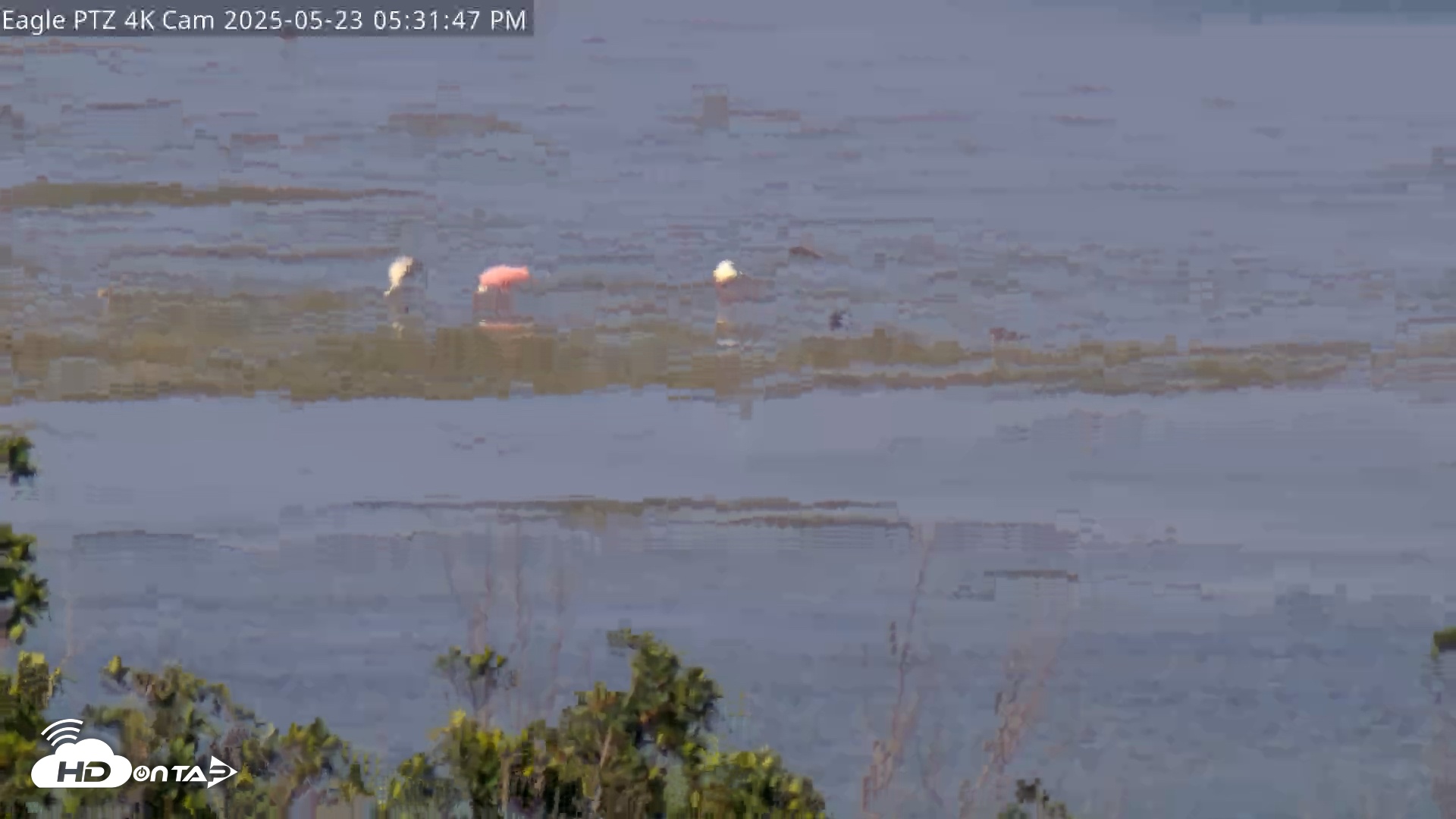 Snapshot of Captiva Island Florida Eagles Live Cams taken May 23, 2025, 5:32pm EDT