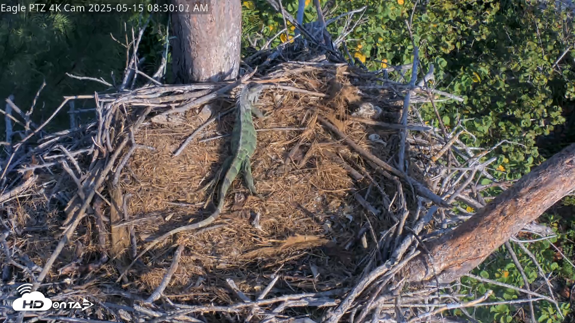Snapshot of Captiva Island Florida Eagles Live Cams taken May 15, 2025, 8:30am EDT