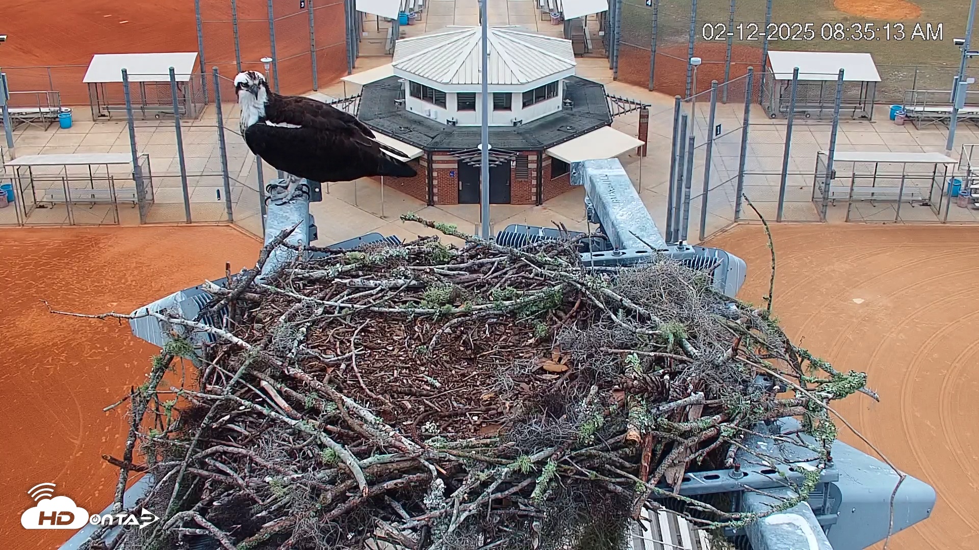 Snapshot of University of Florida Osprey Live Webcam taken Feb 12, 2025, 8:35am EST