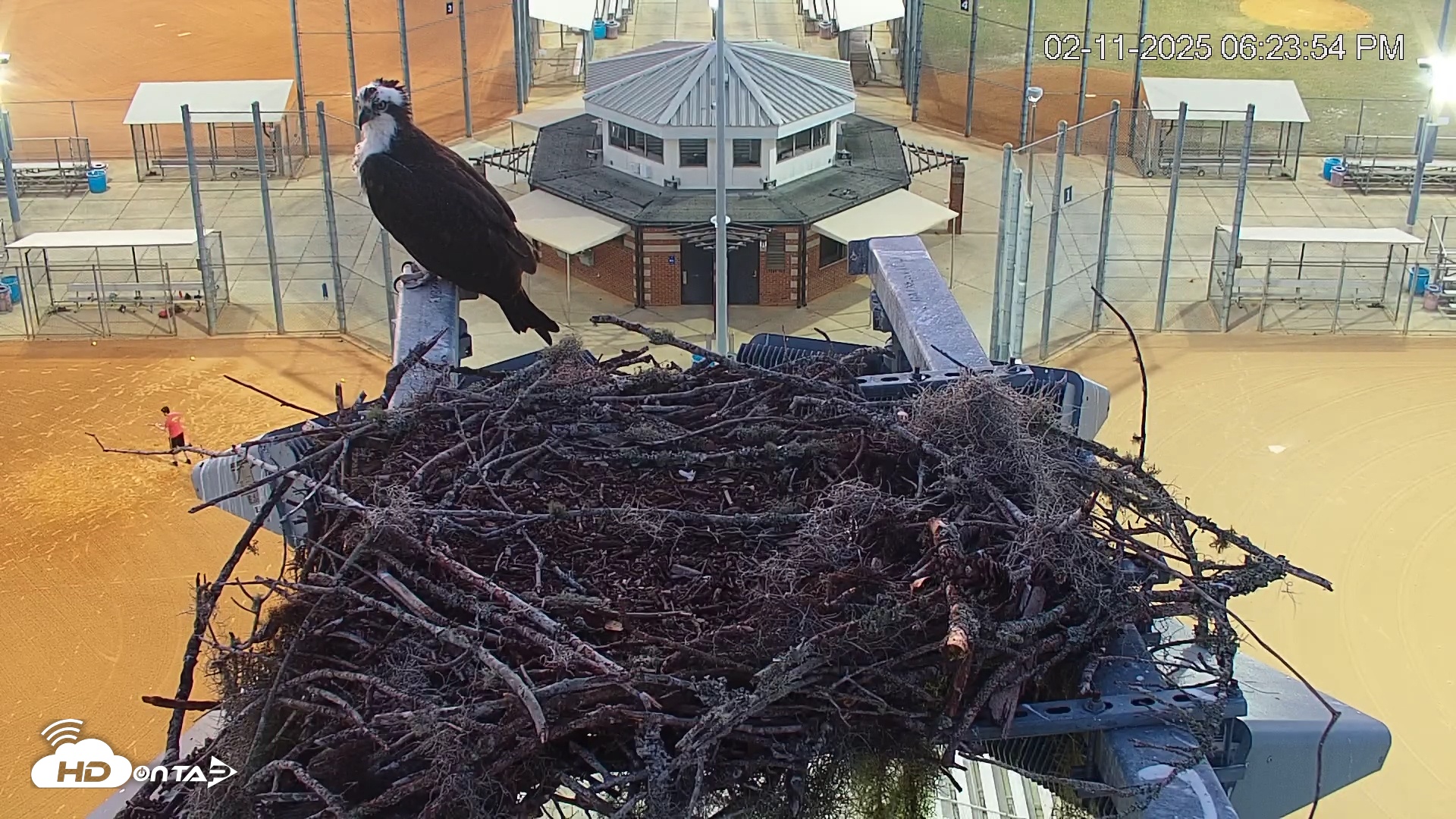 Snapshot of University of Florida Osprey Live Webcam taken Feb 11, 2025, 6:24pm EST