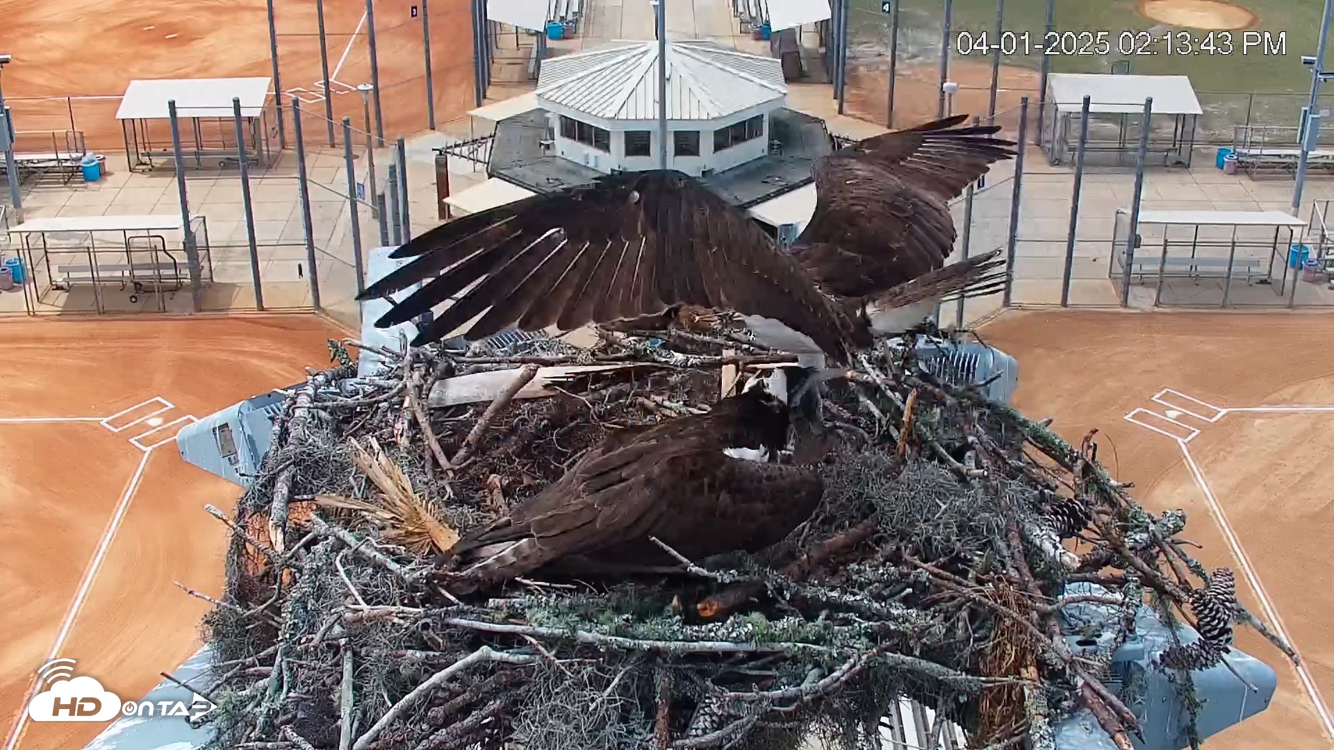 Snapshot of University of Florida Osprey Live Webcam taken Apr 1, 2025, 2:14pm EDT