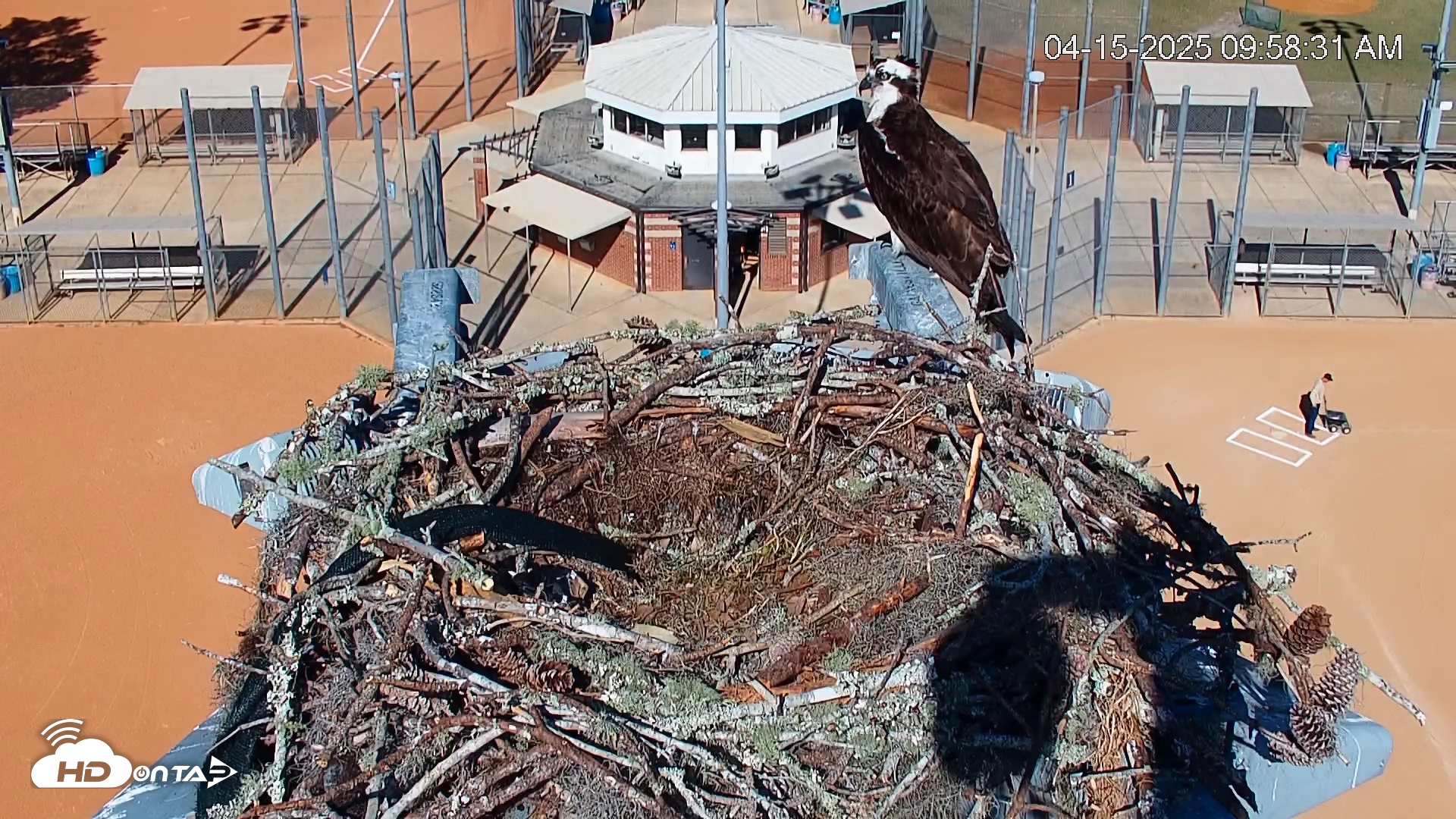 Snapshot of University of Florida Osprey Live Webcam taken Apr 15, 2025, 9:59am EDT