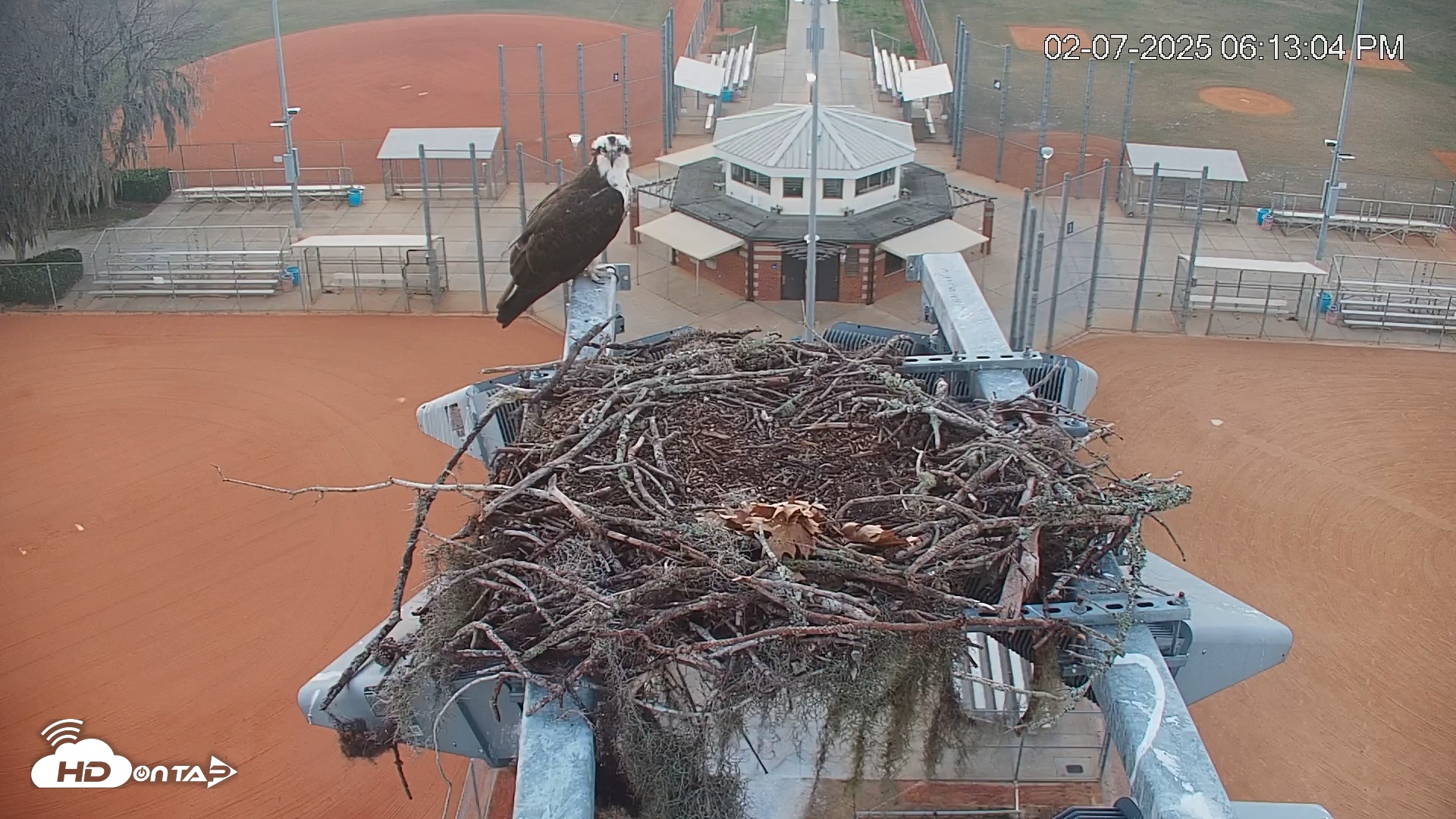 Snapshot of University of Florida Osprey Live Webcam taken Feb 7, 2025, 6:13pm EST